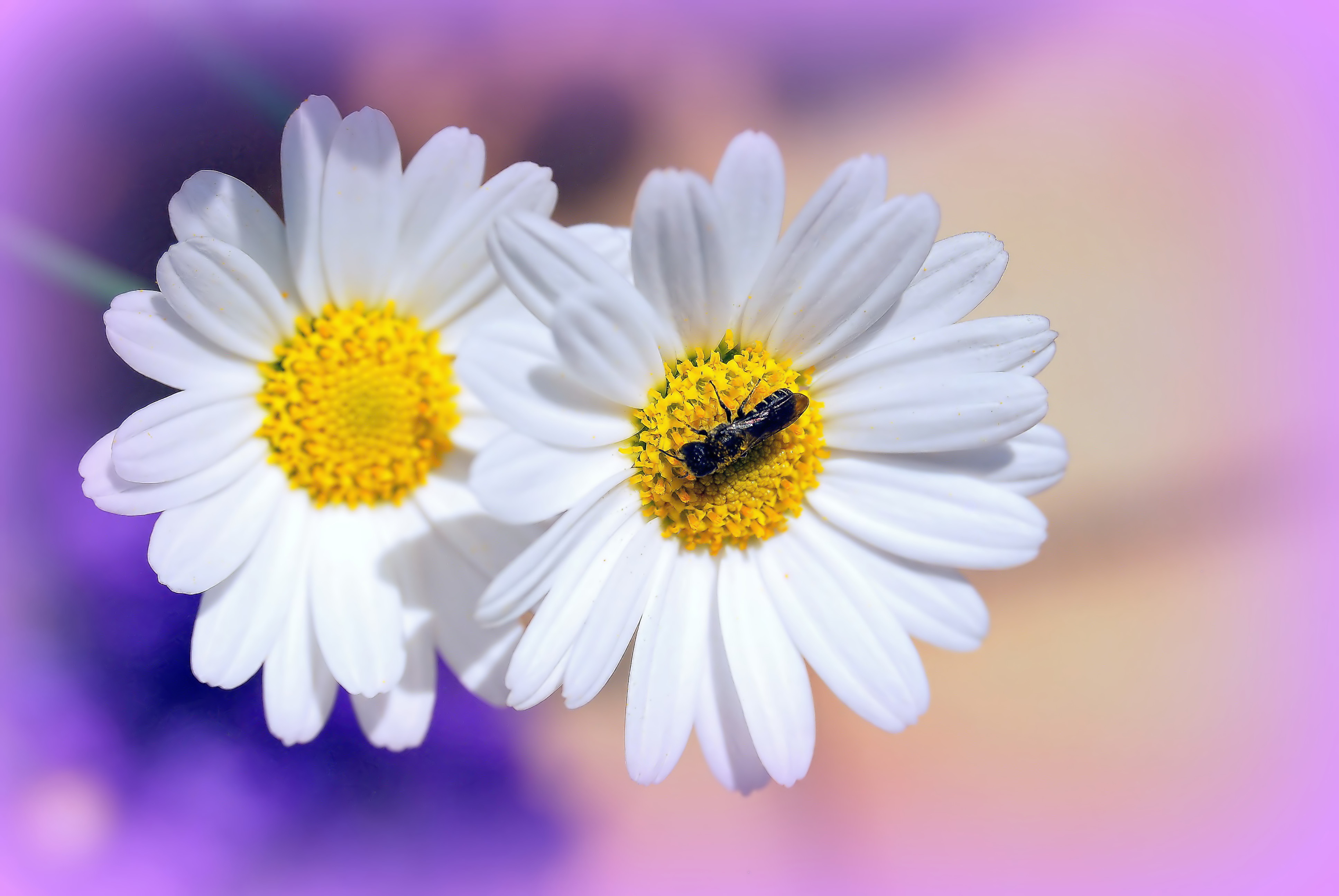 Download mobile wallpaper Macro, Flowers, Insect, Camomile for free.