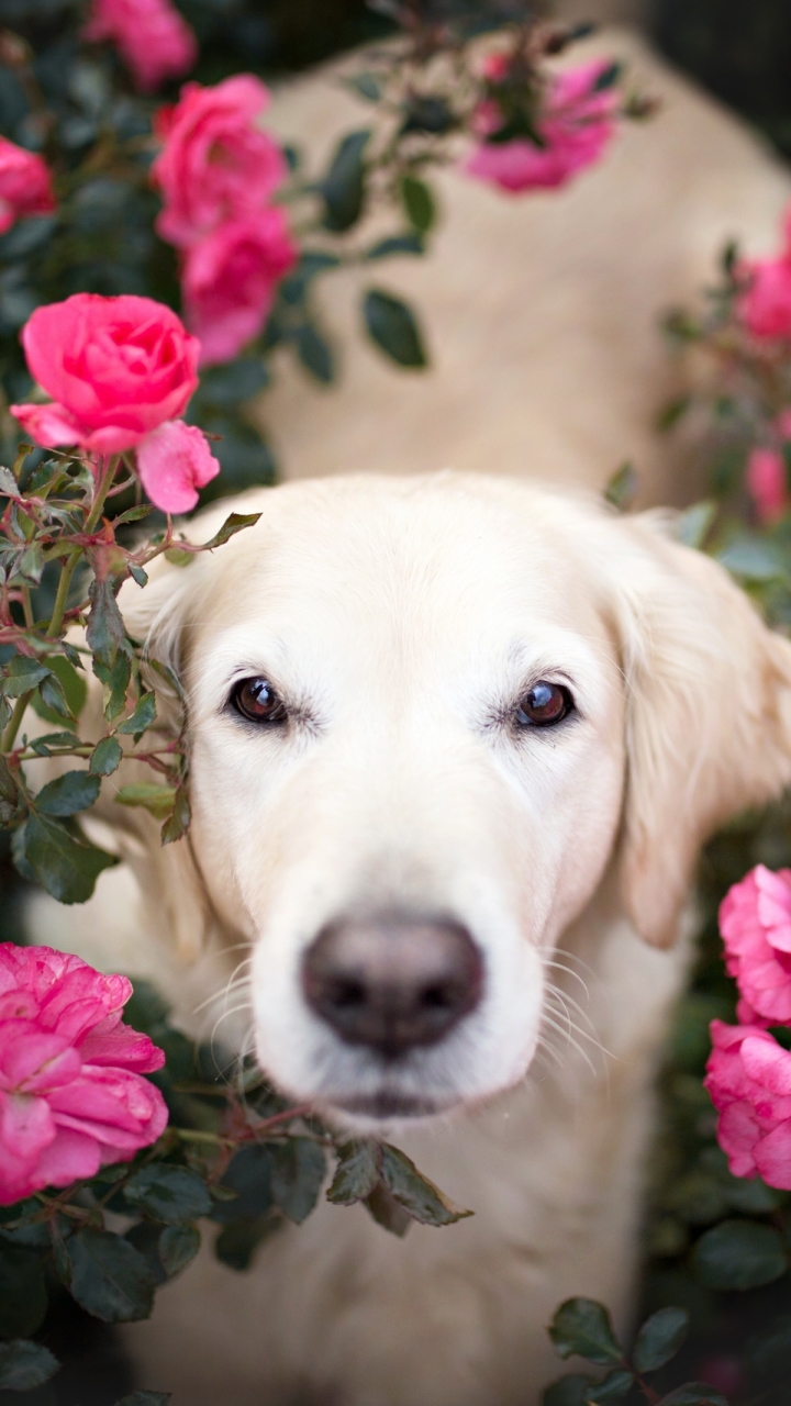 Download mobile wallpaper Dogs, Flower, Dog, Muzzle, Animal, Golden Retriever, Pink Flower, Rose Bush for free.