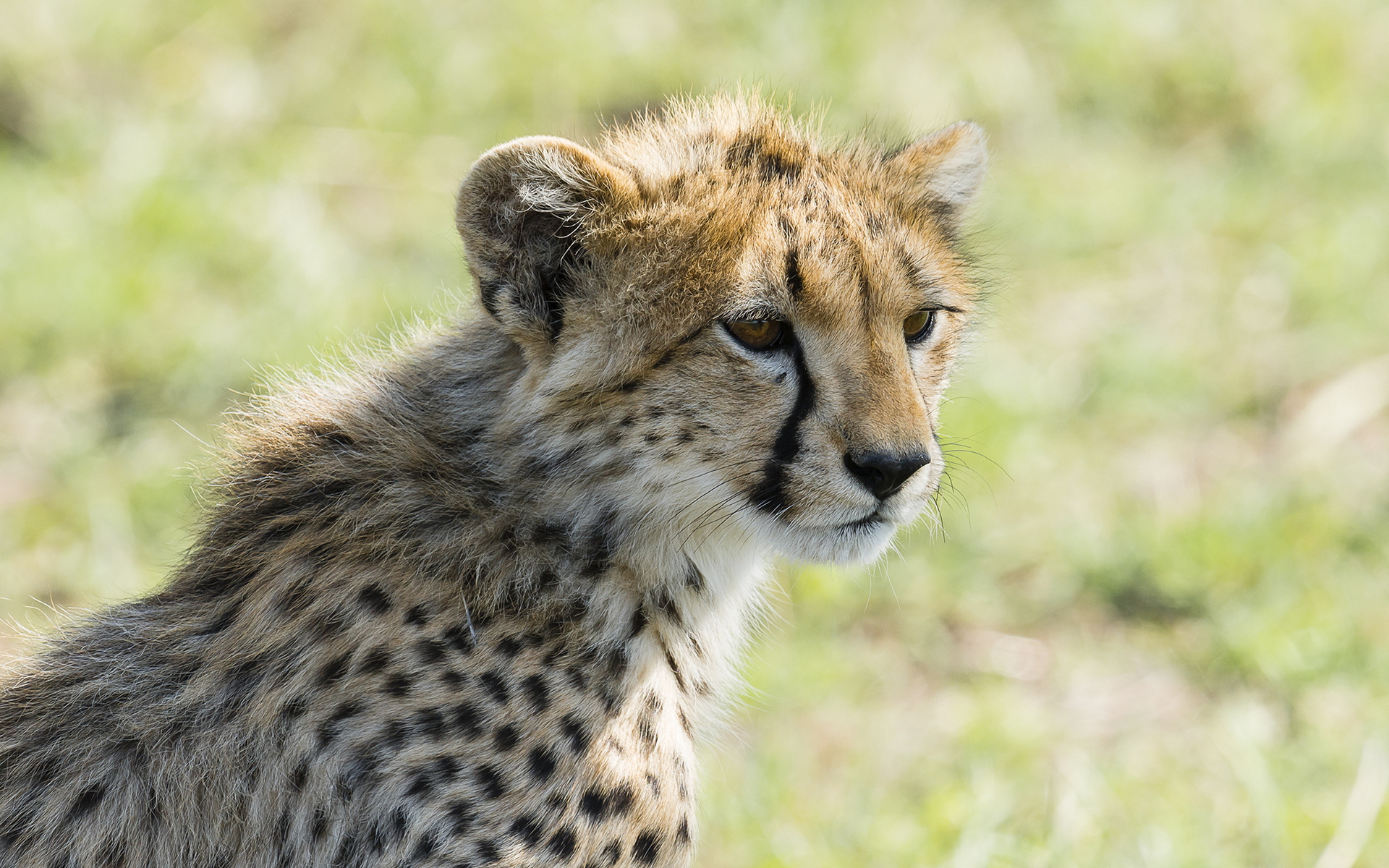 Download mobile wallpaper Cheetah, Cats, Animal for free.