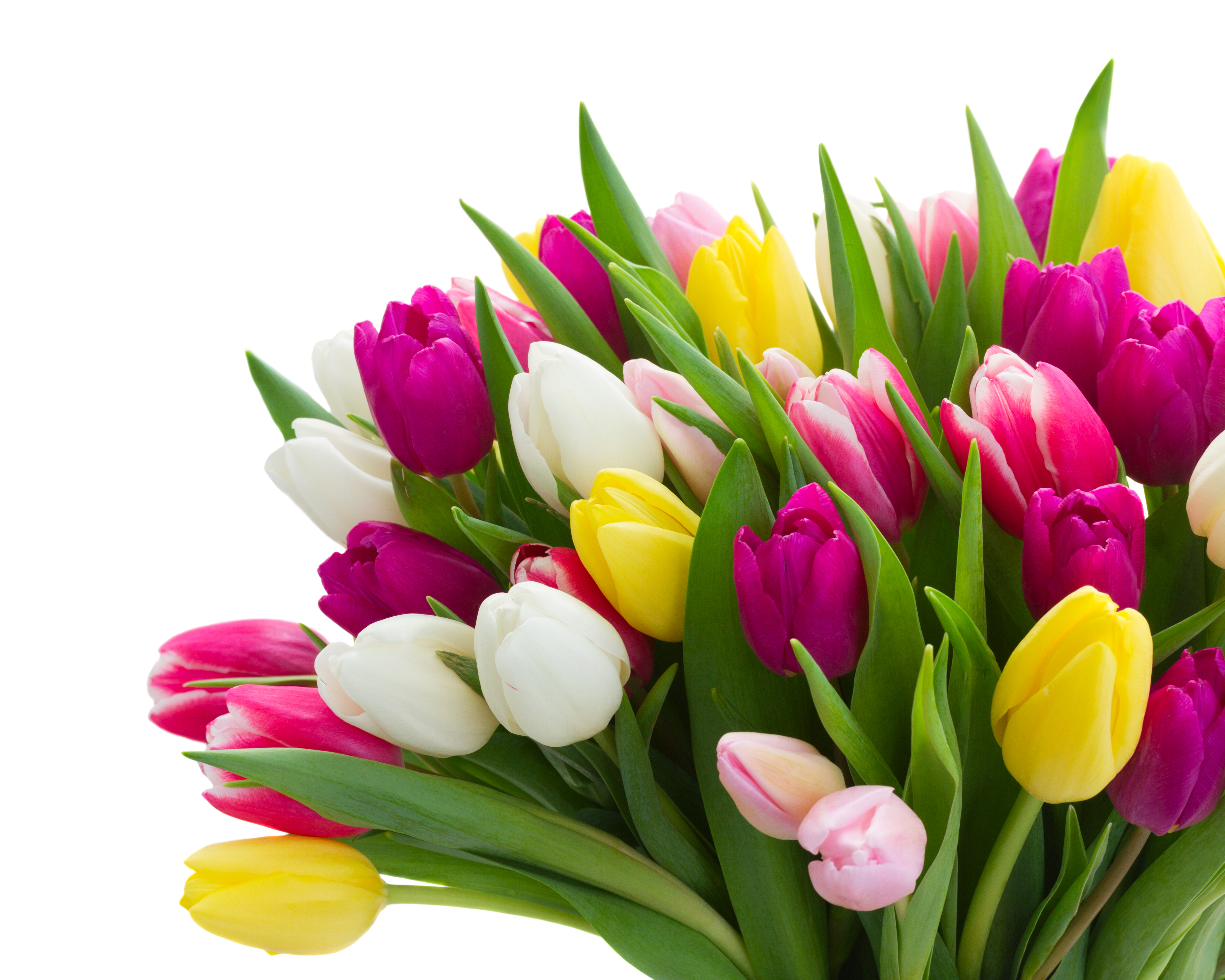 Download mobile wallpaper Nature, Flowers, Bouquet, Earth, Colors, Colorful, Tulip, Yellow Flower, White Flower, Purple Flower for free.