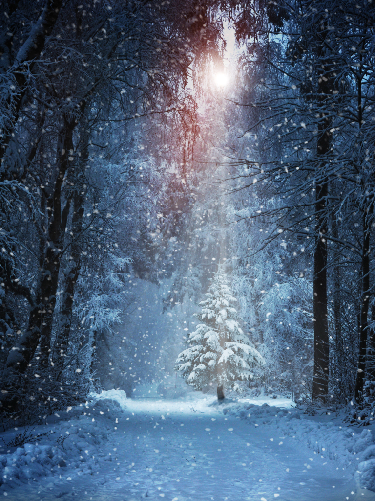 Download mobile wallpaper Winter, Snow, Forest, Tree, Earth, Snowfall for free.