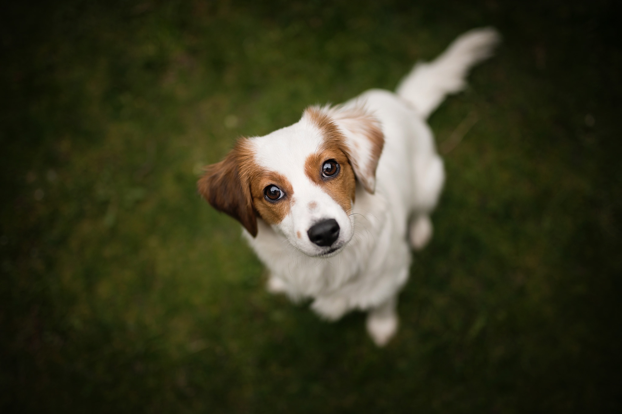 PCデスクトップに動物, 犬, コイケルホンジェ画像を無料でダウンロード