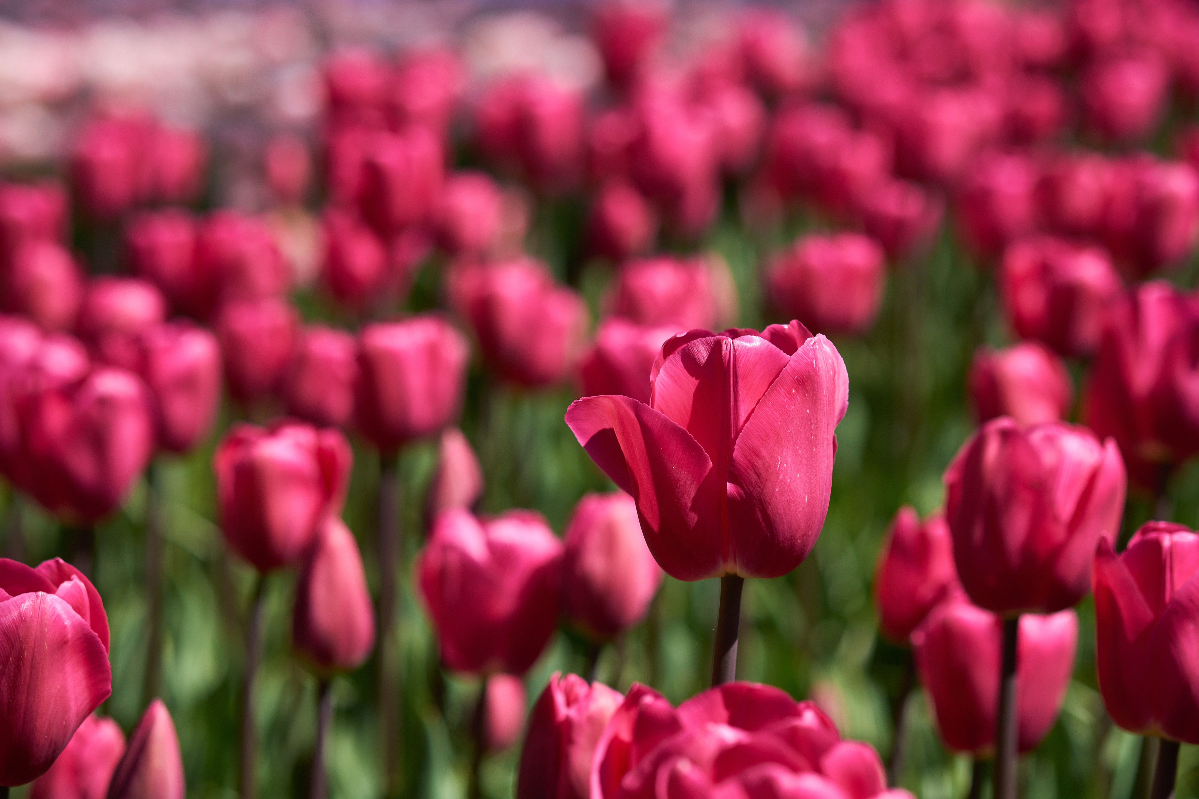 Descarga gratuita de fondo de pantalla para móvil de Naturaleza, Flores, Flor, Flor Rosa, Tulipán, Tierra/naturaleza.