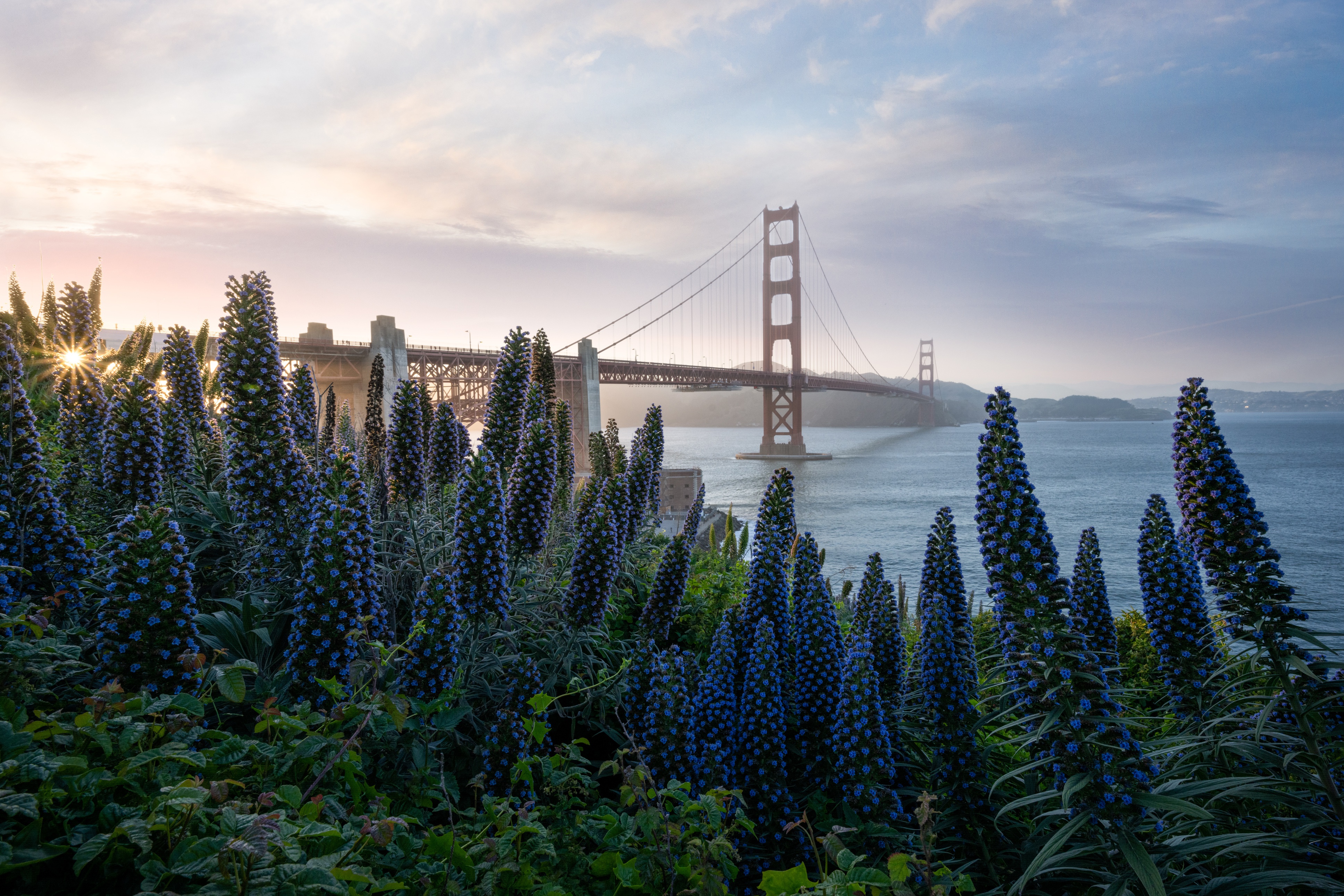 PCデスクトップに橋, 花, ブリッジ, サンフランシスコ, ゴールデンゲート, マンメイド画像を無料でダウンロード