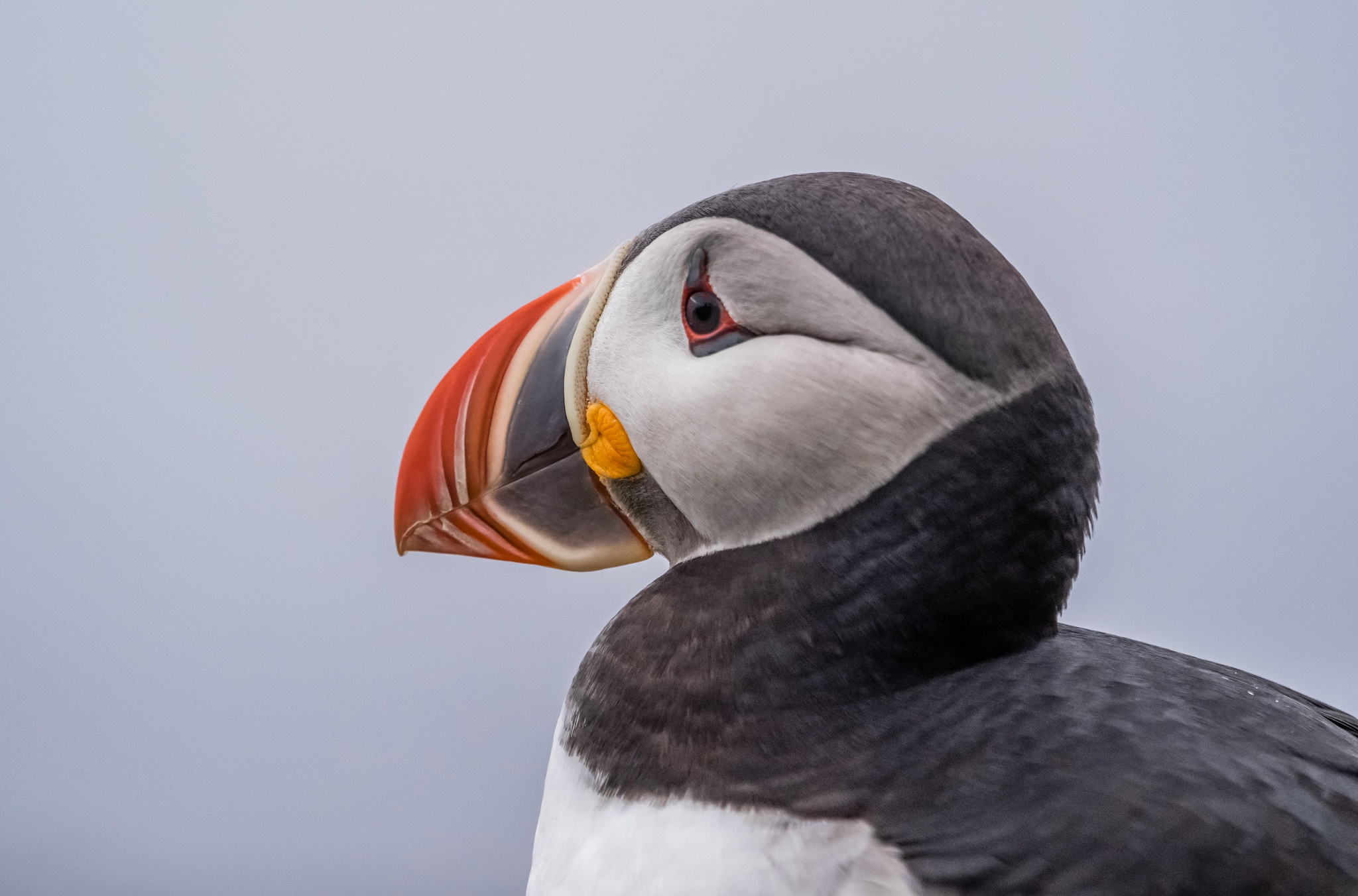 Baixar papel de parede para celular de Animais, Aves, Pássaro, Bico, Papagaio Do Mar gratuito.