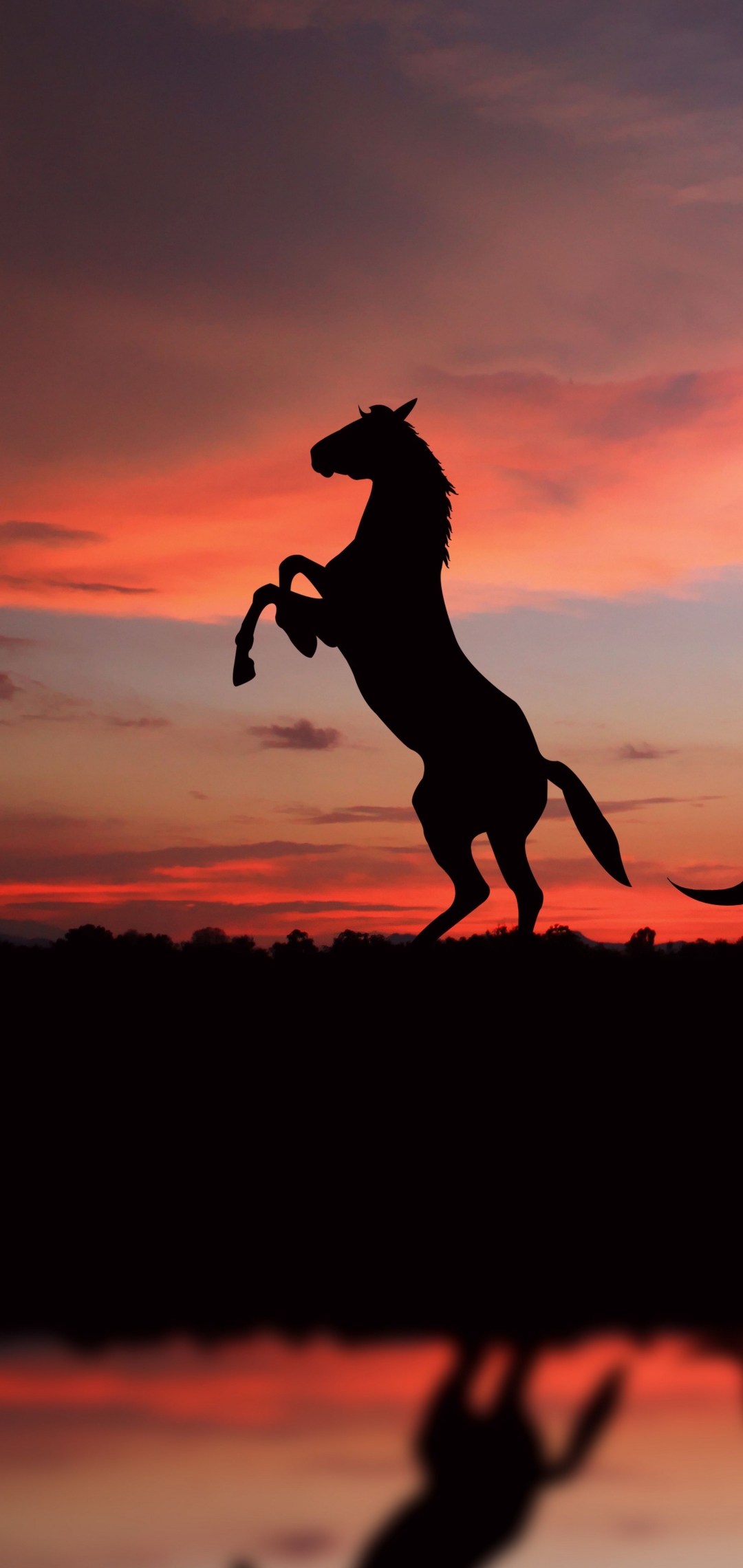 Download mobile wallpaper Sunset, Reflection, Silhouette, Animal, Horse for free.