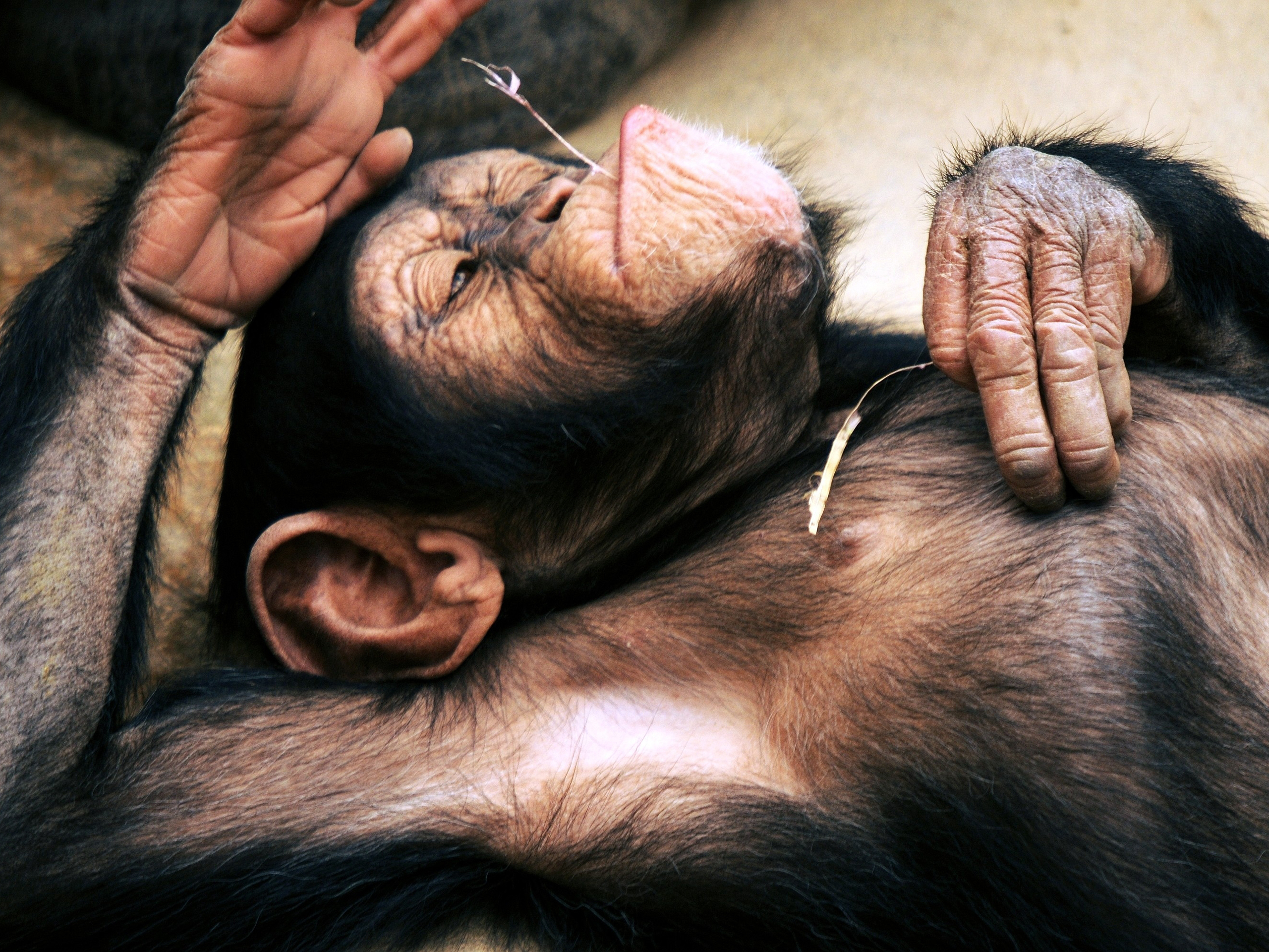 210672 Bild herunterladen tiere, schimpanse, affen - Hintergrundbilder und Bildschirmschoner kostenlos