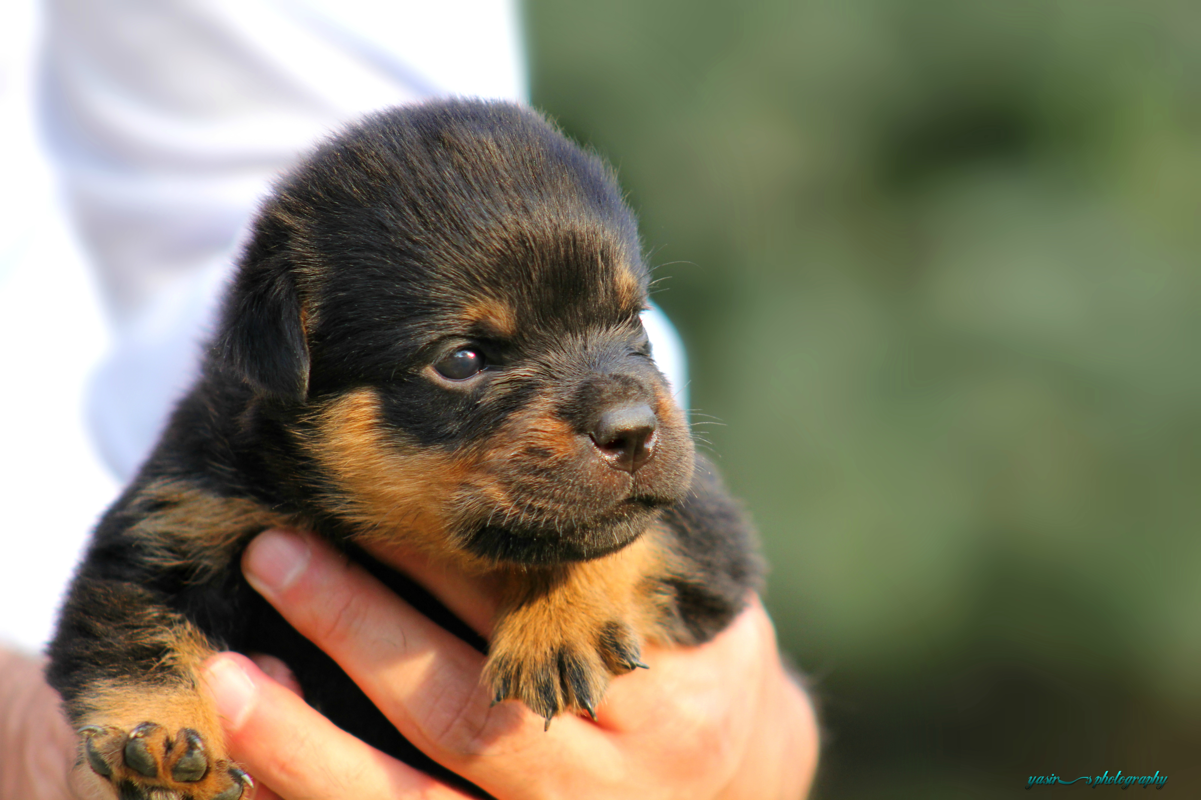 Download mobile wallpaper Dogs, Animal, Puppy, Rottweiler for free.