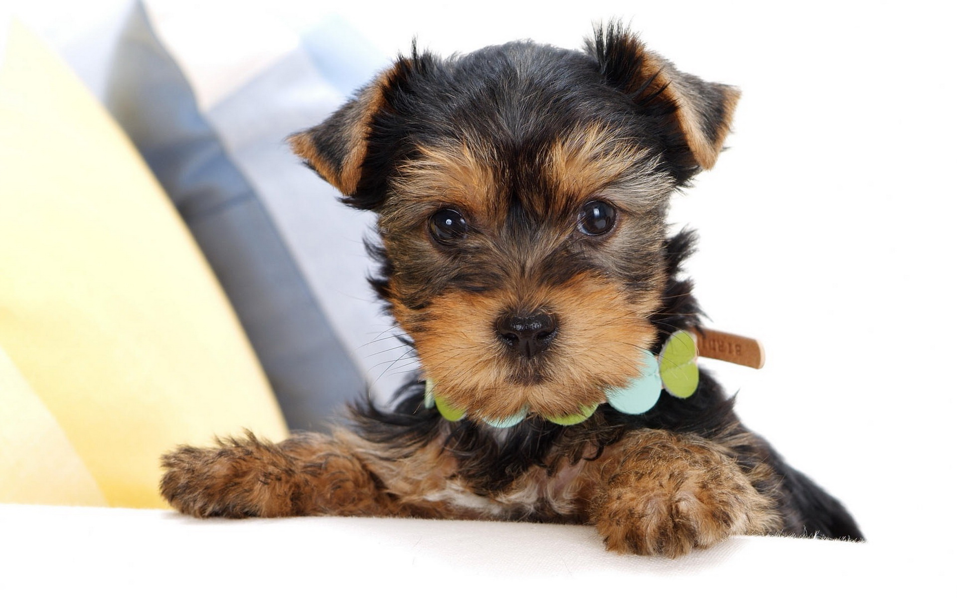 Téléchargez des papiers peints mobile Chiens, Chien, Animaux gratuitement.