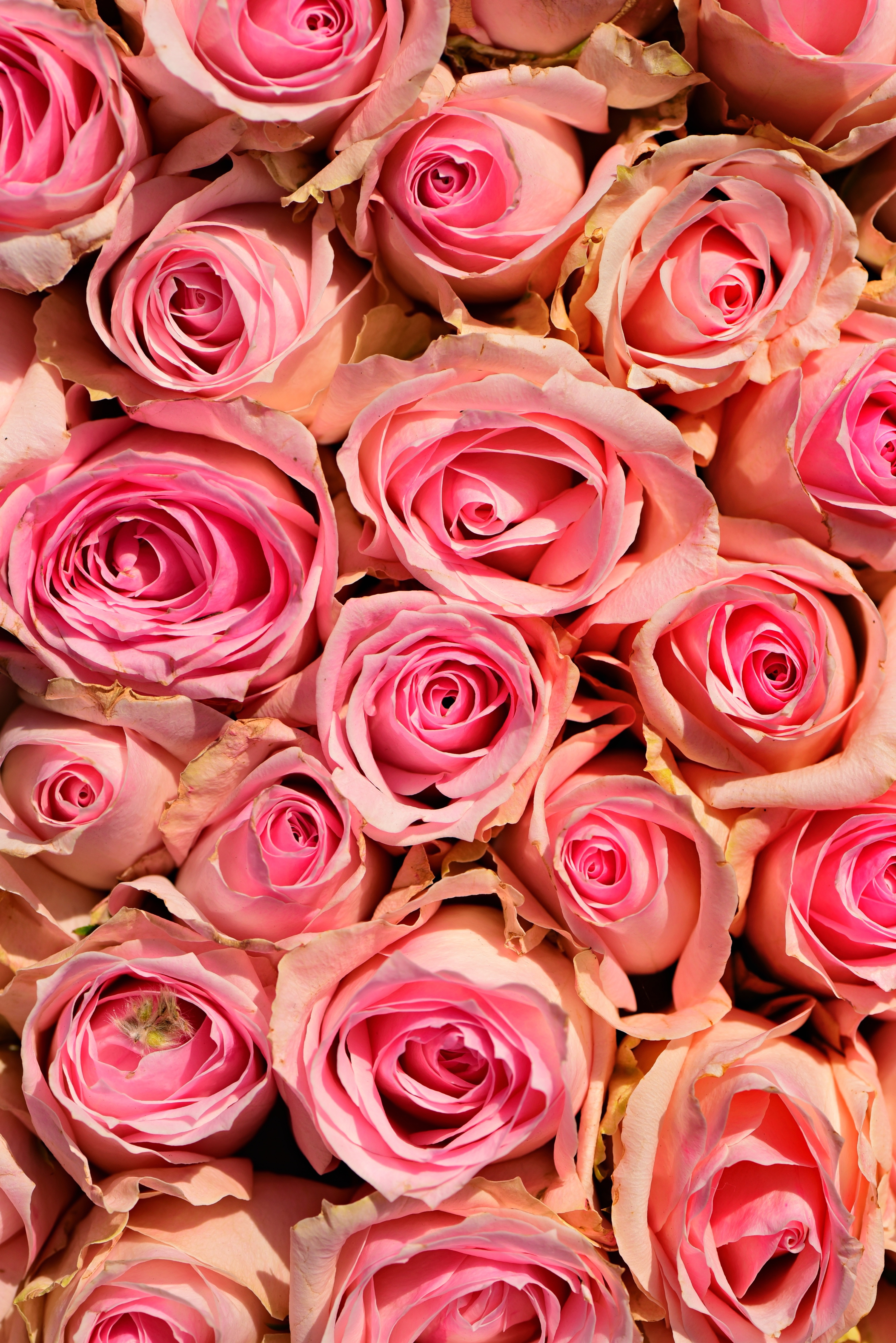 Скачати мобільні шпалери Рожеві, Квіти, Романтика, Рожевий, Ніжність, Рози безкоштовно.