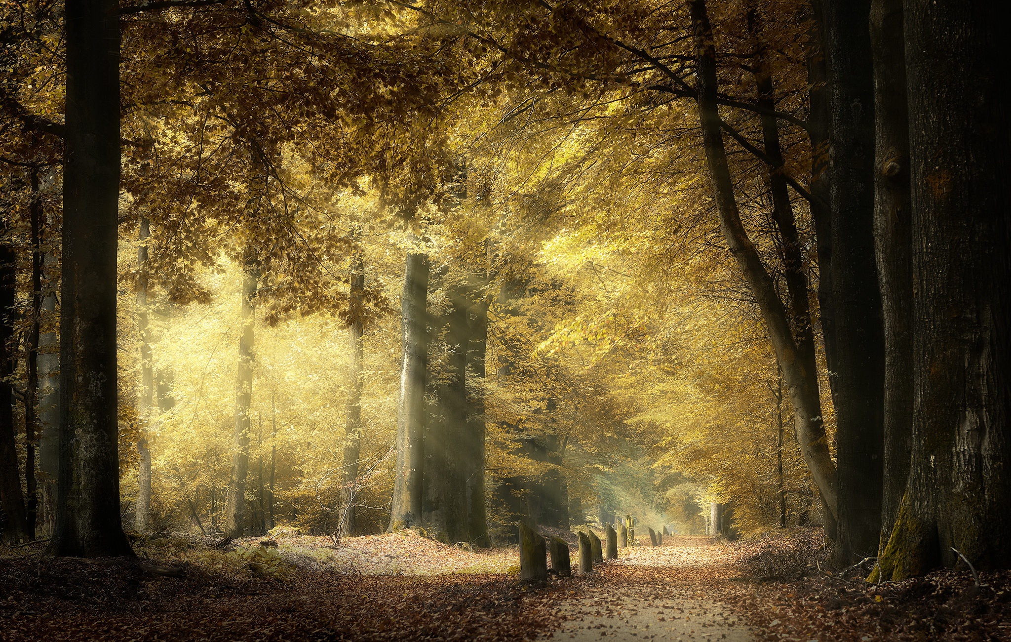 PCデスクトップに自然, 秋, 森, 地球, サンビーム画像を無料でダウンロード