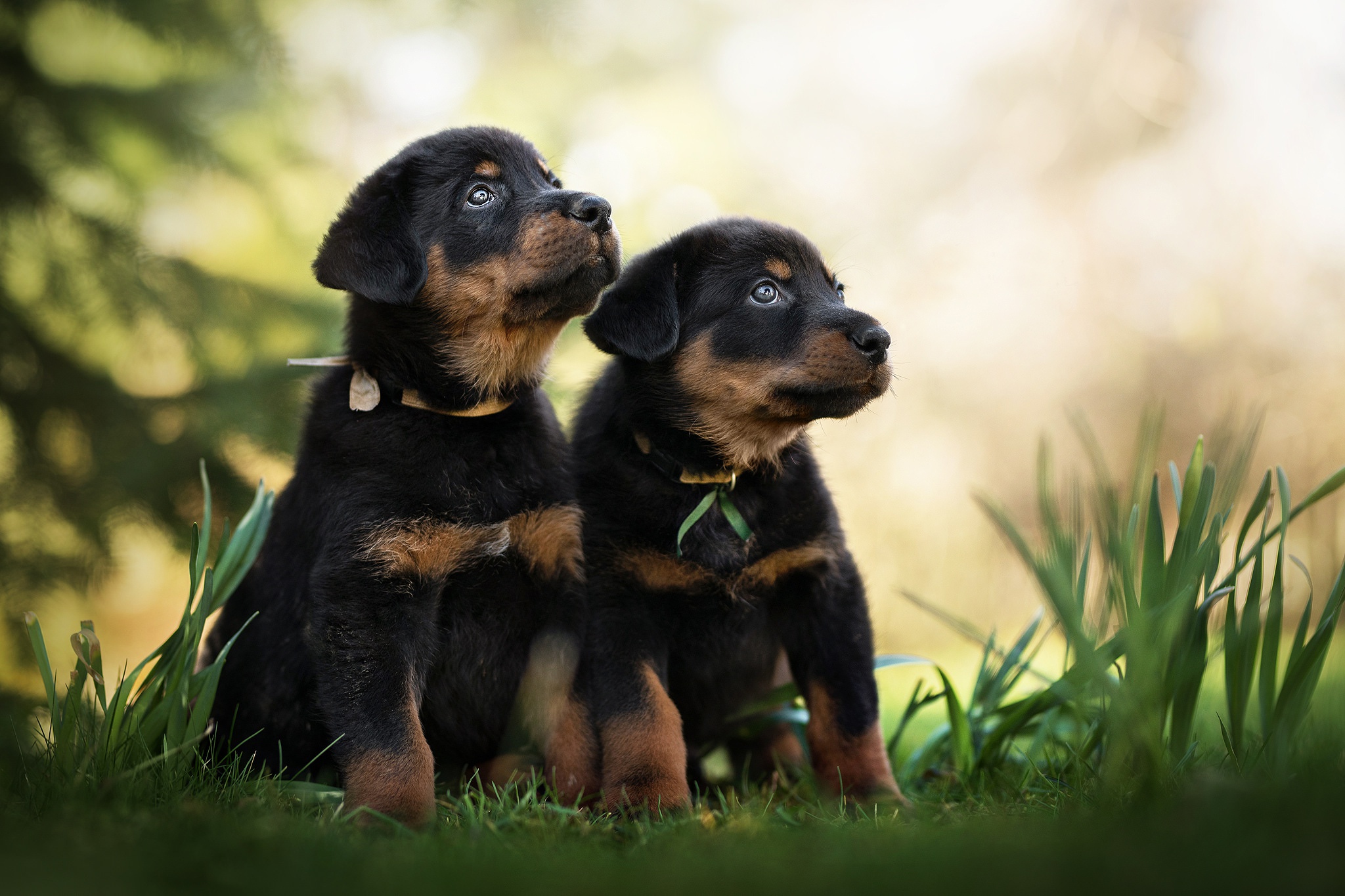 Laden Sie das Tiere, Hunde, Hund, Welpen, Tierbaby, Tiefenschärfe, Beauceron-Bild kostenlos auf Ihren PC-Desktop herunter