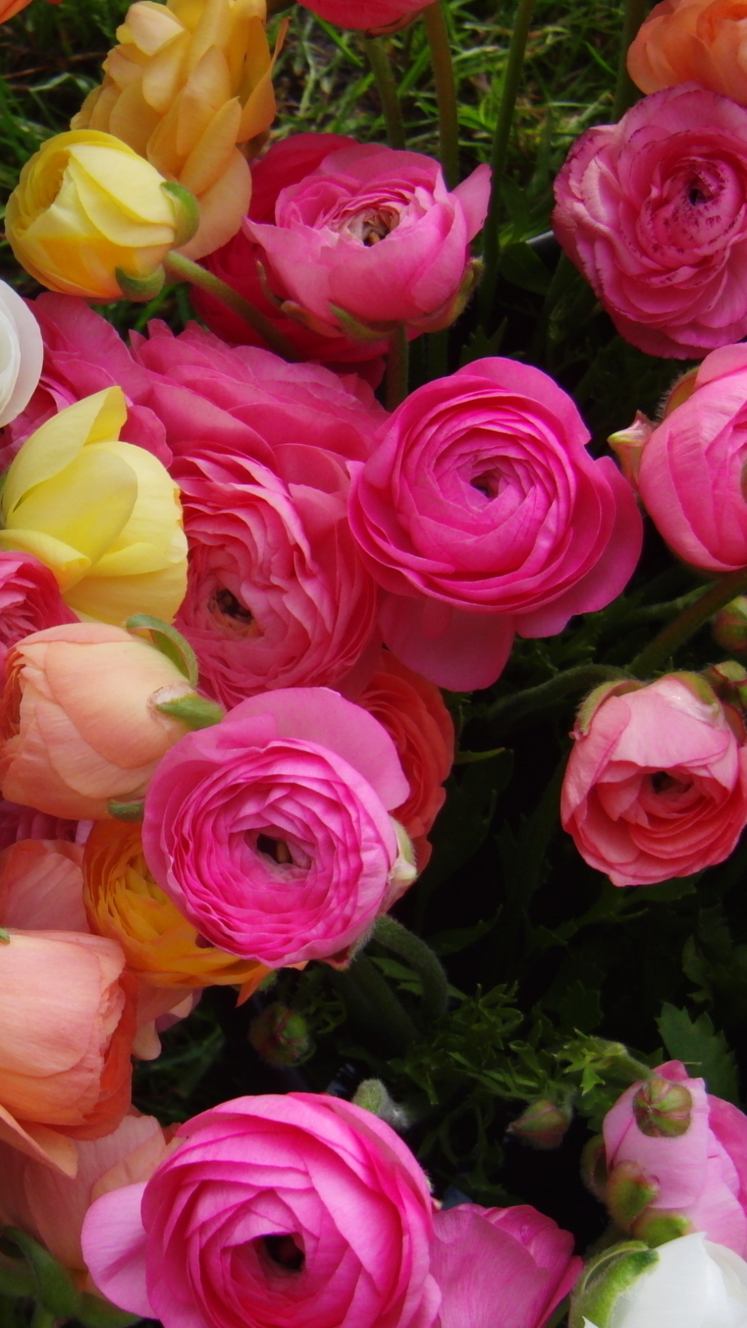 Handy-Wallpaper Blumen, Blume, Erde, Farben, Bunt, Gelbe Blume, Weiße Blume, Erde/natur, Pinke Blume, Ranunkeln kostenlos herunterladen.