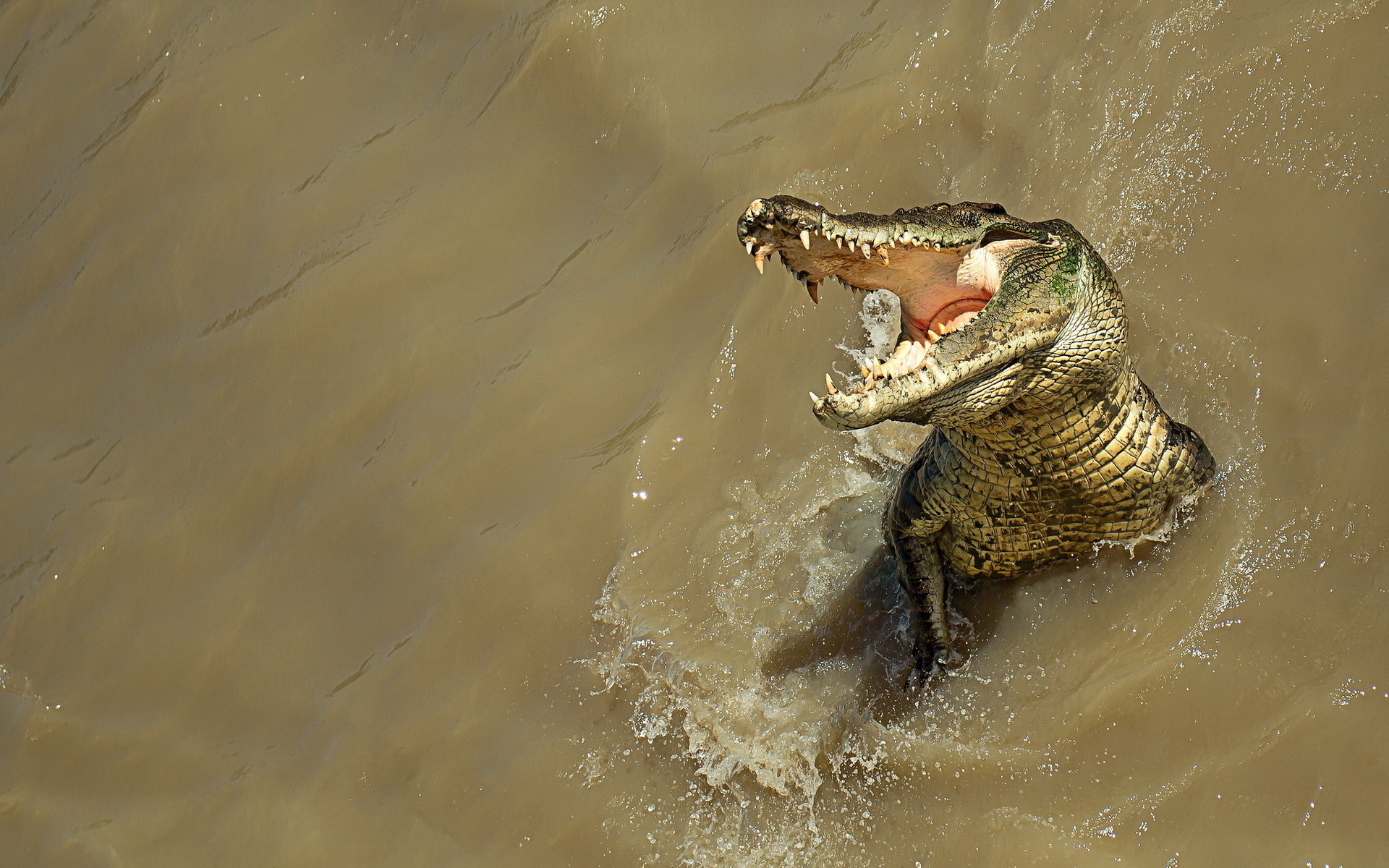 545789 télécharger l'image animaux, alligator - fonds d'écran et économiseurs d'écran gratuits
