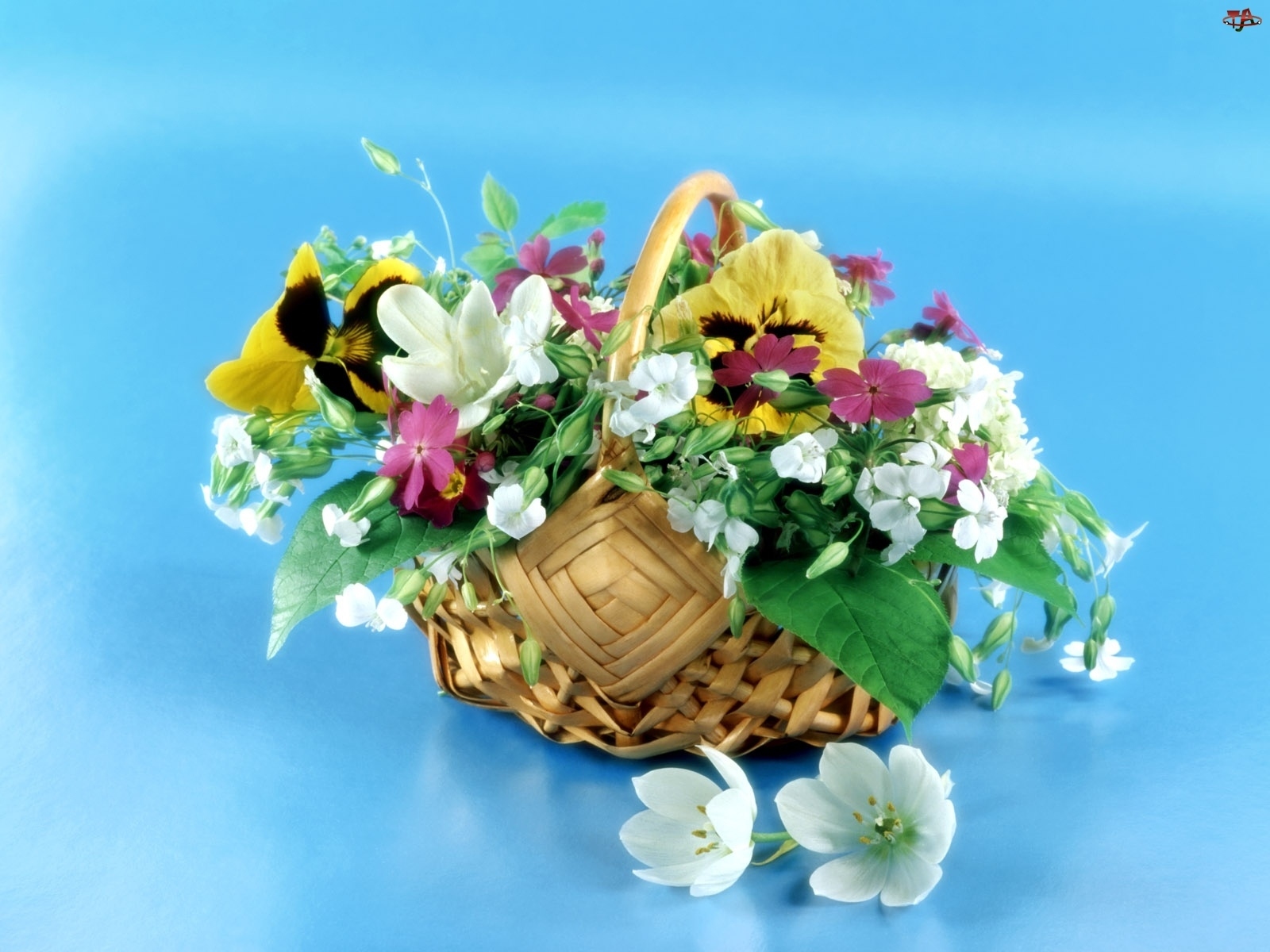 Descarga gratis la imagen Vacaciones, Plantas, Flores, Bouquets en el escritorio de tu PC
