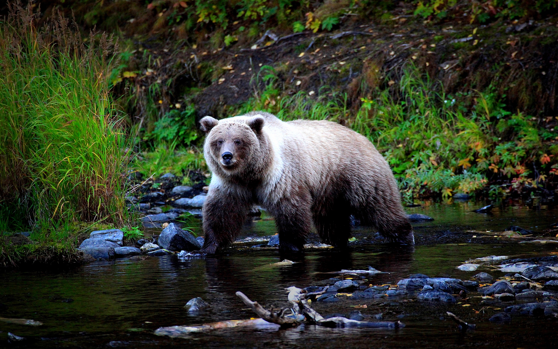 Download mobile wallpaper Bears, Bear, Stream, Animal for free.