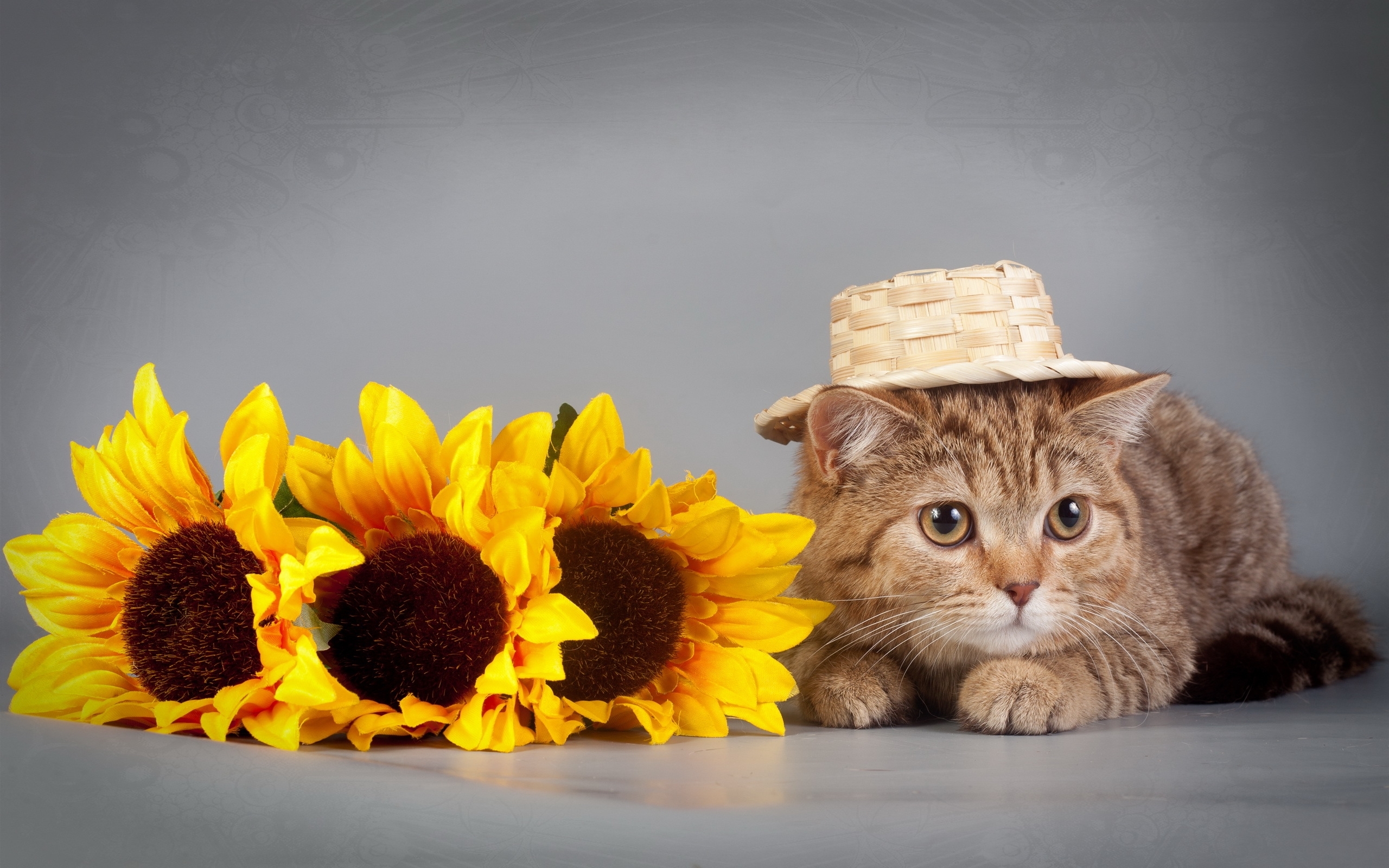 Download mobile wallpaper Cats, Cat, Animal, Sunflower, Hat for free.