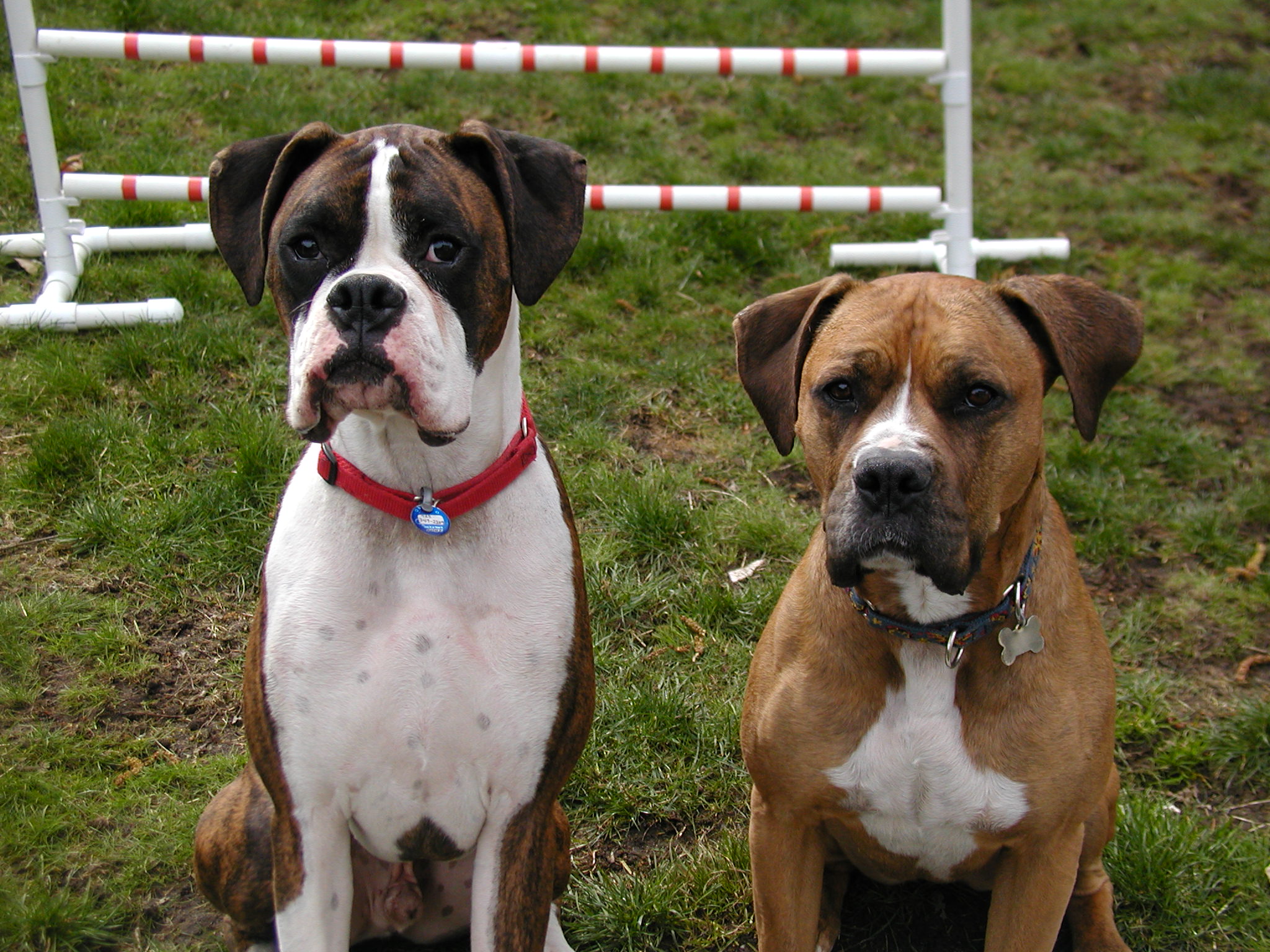 Download mobile wallpaper Boxer, Dogs, Animal for free.