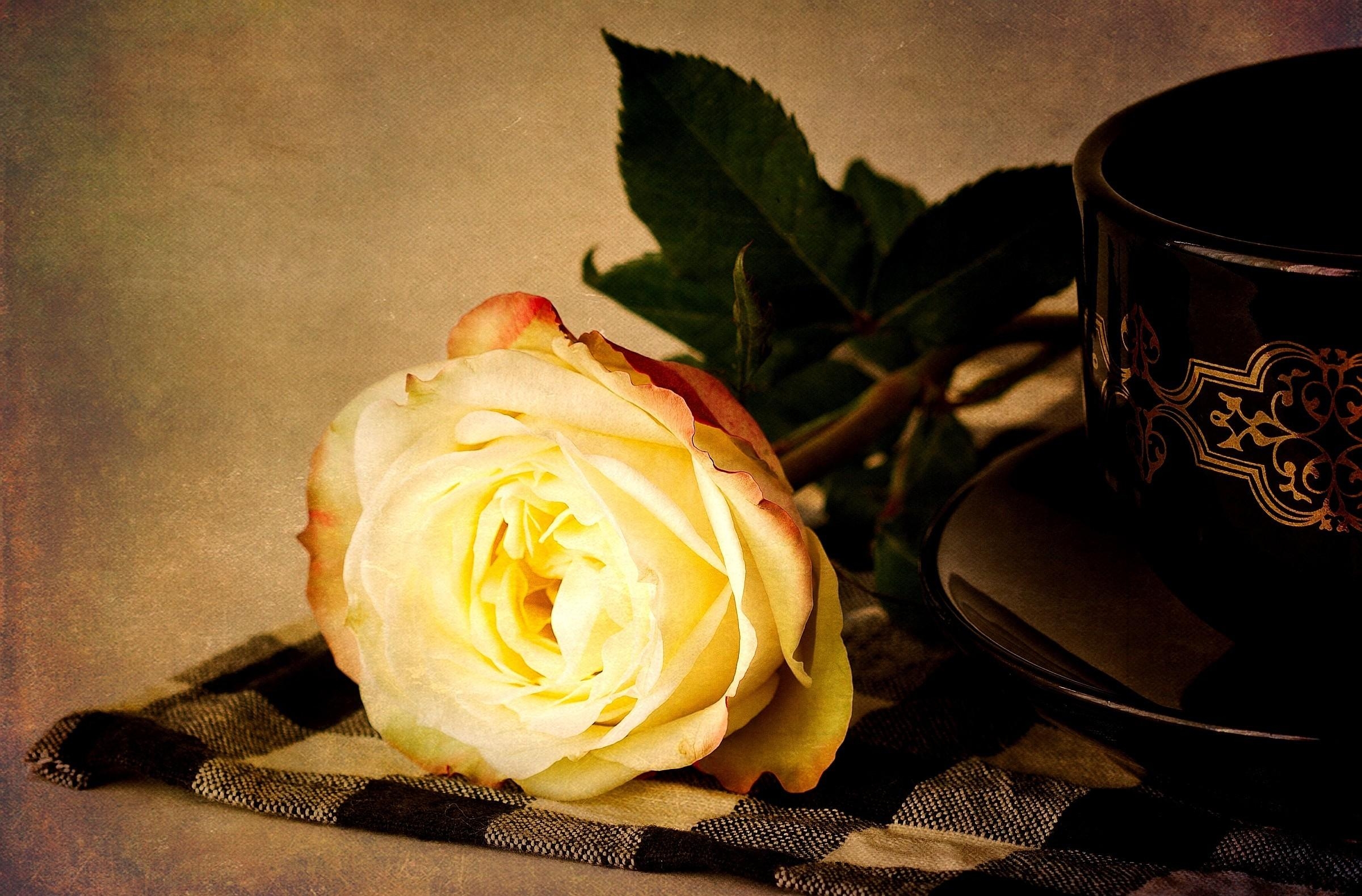 83697 скачать картинку цветы, цветок, роза, лежать, желтая, салфетка, чайная пара - обои и заставки бесплатно