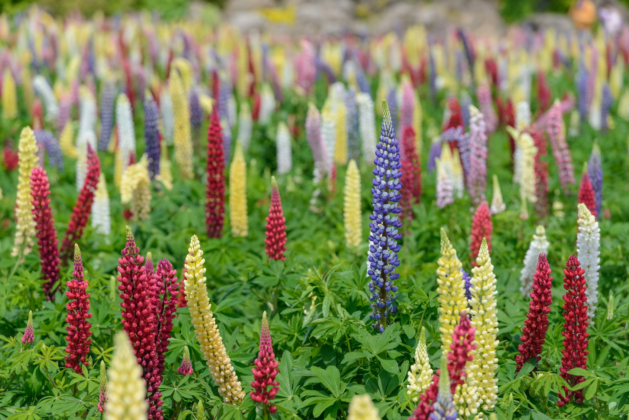 Free download wallpaper Nature, Summer, Flower, Earth, Colors, Lupine on your PC desktop