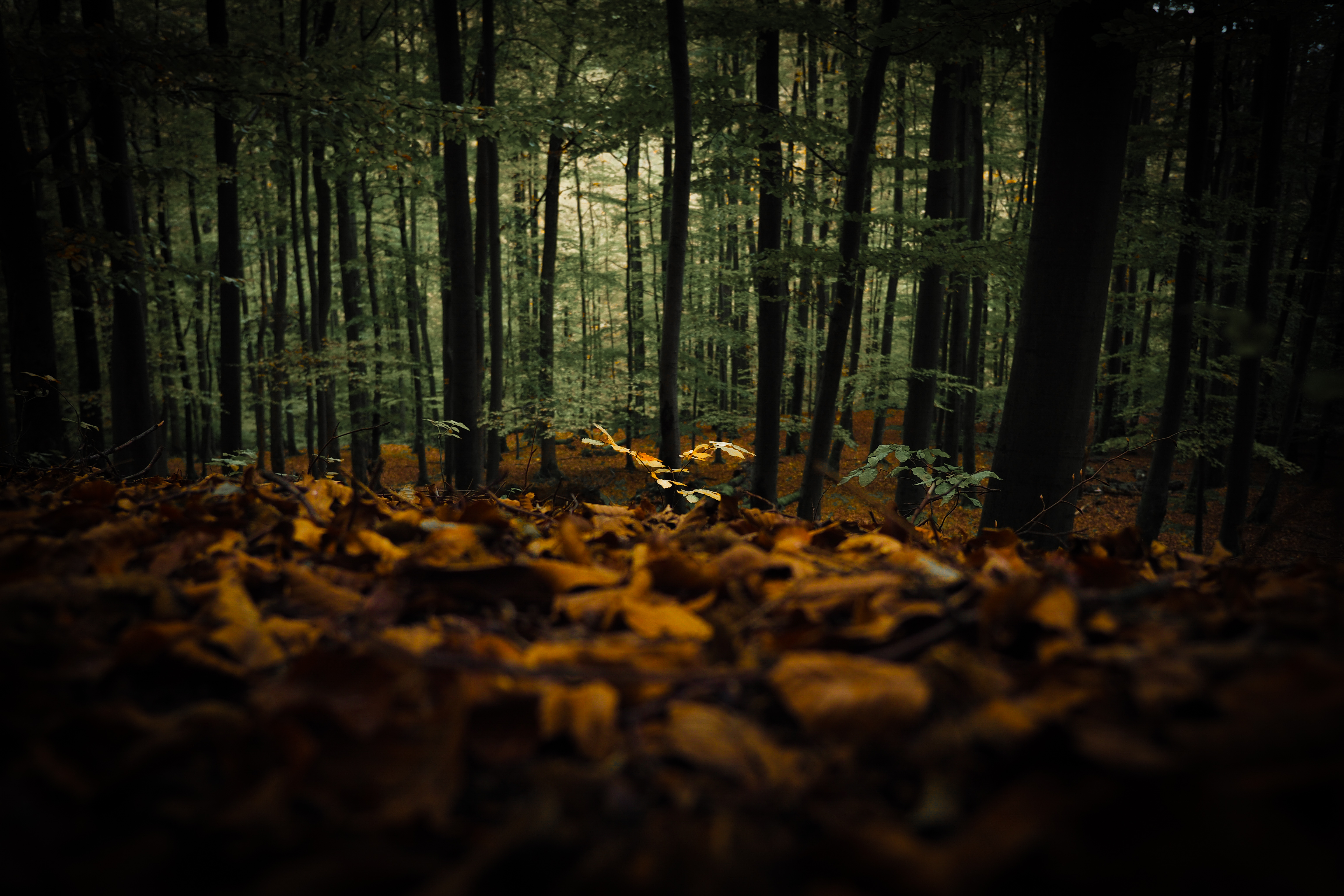 92058 скачать картинку природа, деревья, осень, лес, опавшая листва - обои и заставки бесплатно