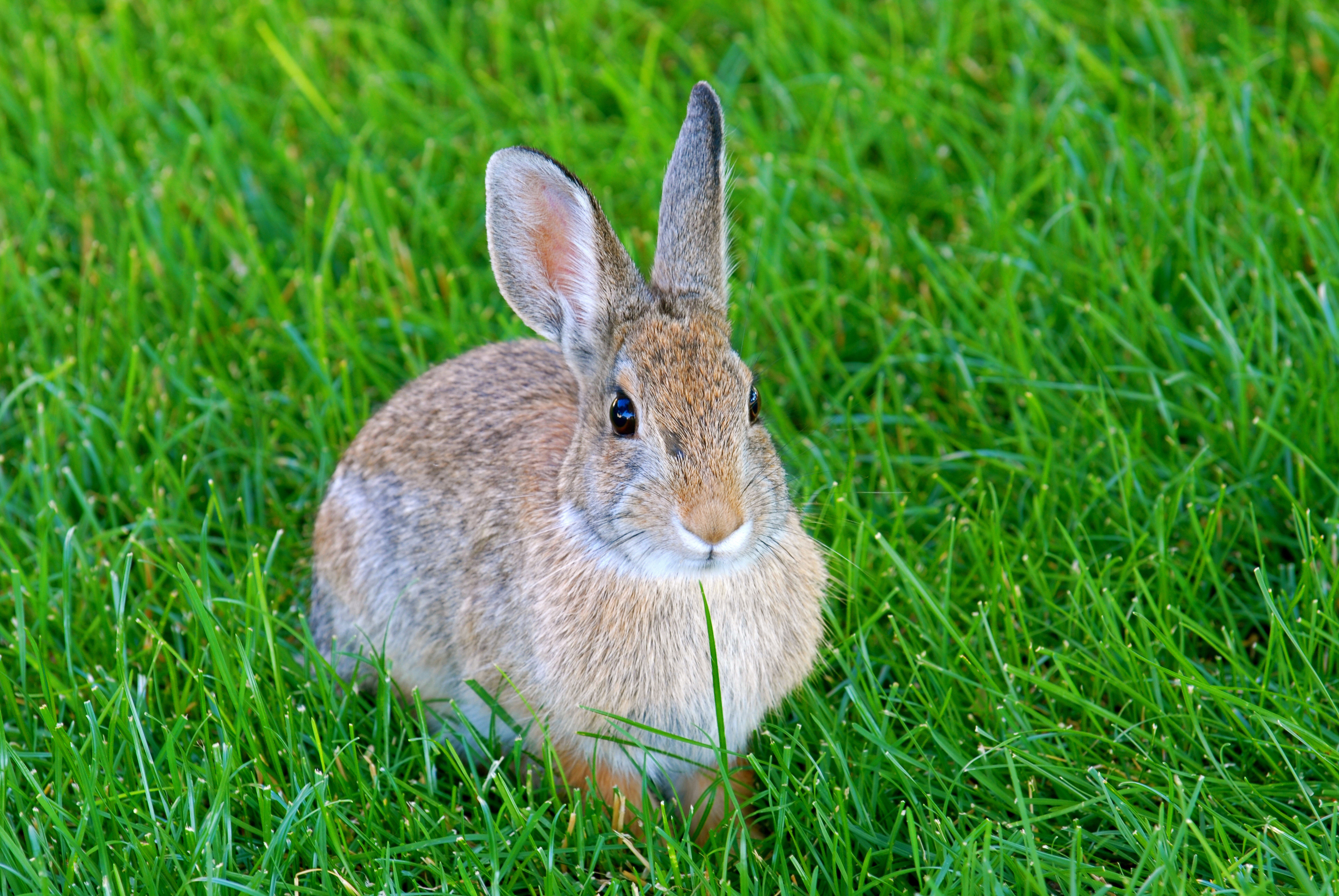 109845 скачать картинку заяц, кролик, животное, животные, трава - обои и заставки бесплатно