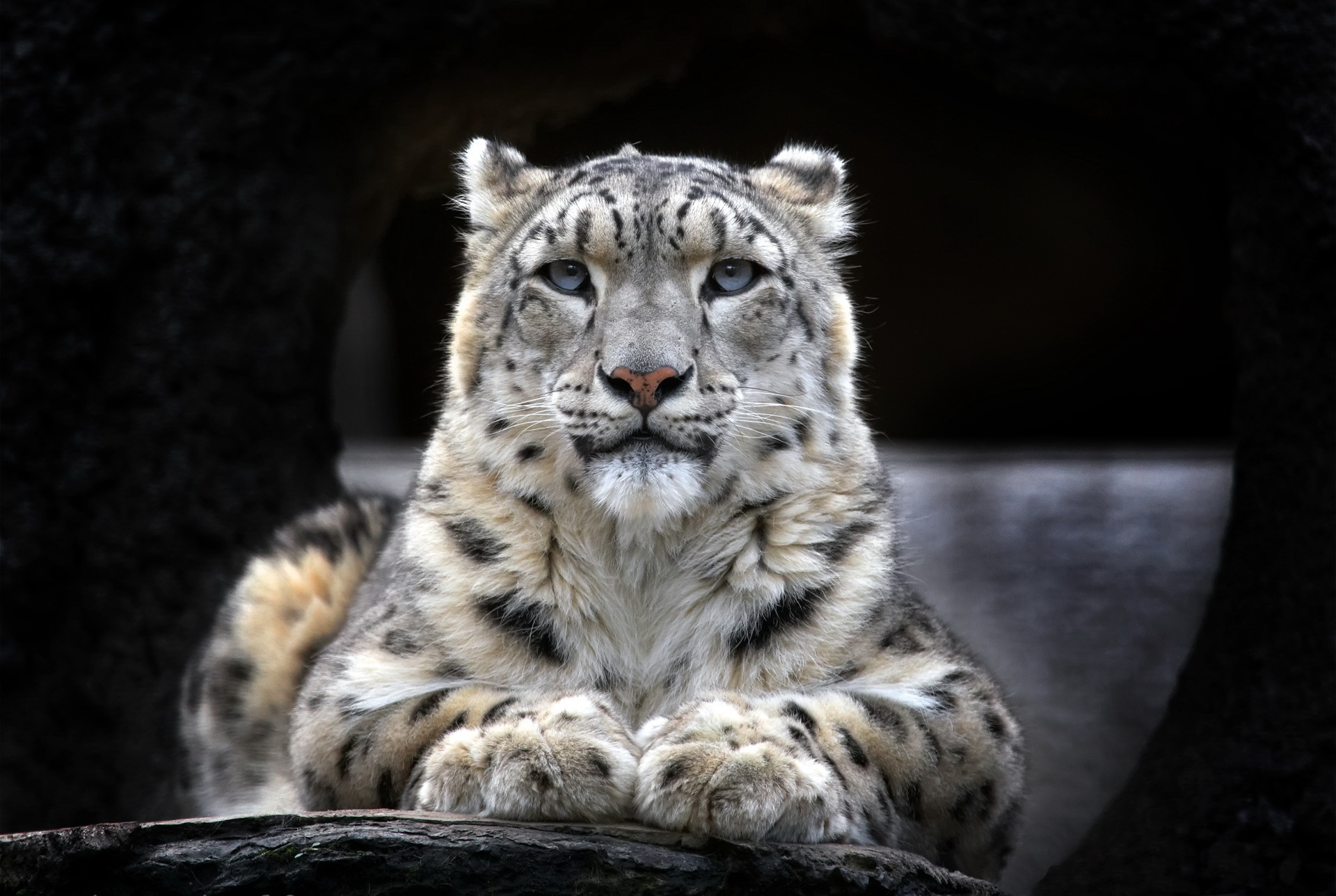 216446 descargar fondo de pantalla leopardo de las nieves, leopardo, animales, gatos: protectores de pantalla e imágenes gratis