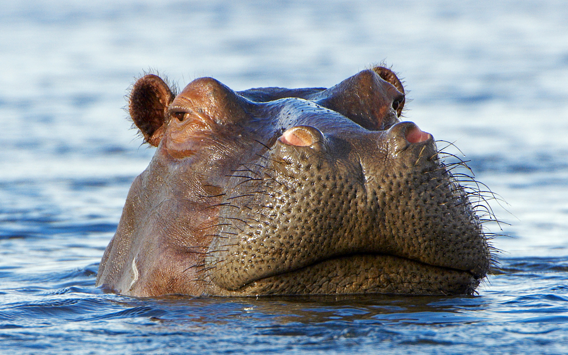 587007 baixar papel de parede animais, hipopótamo - protetores de tela e imagens gratuitamente