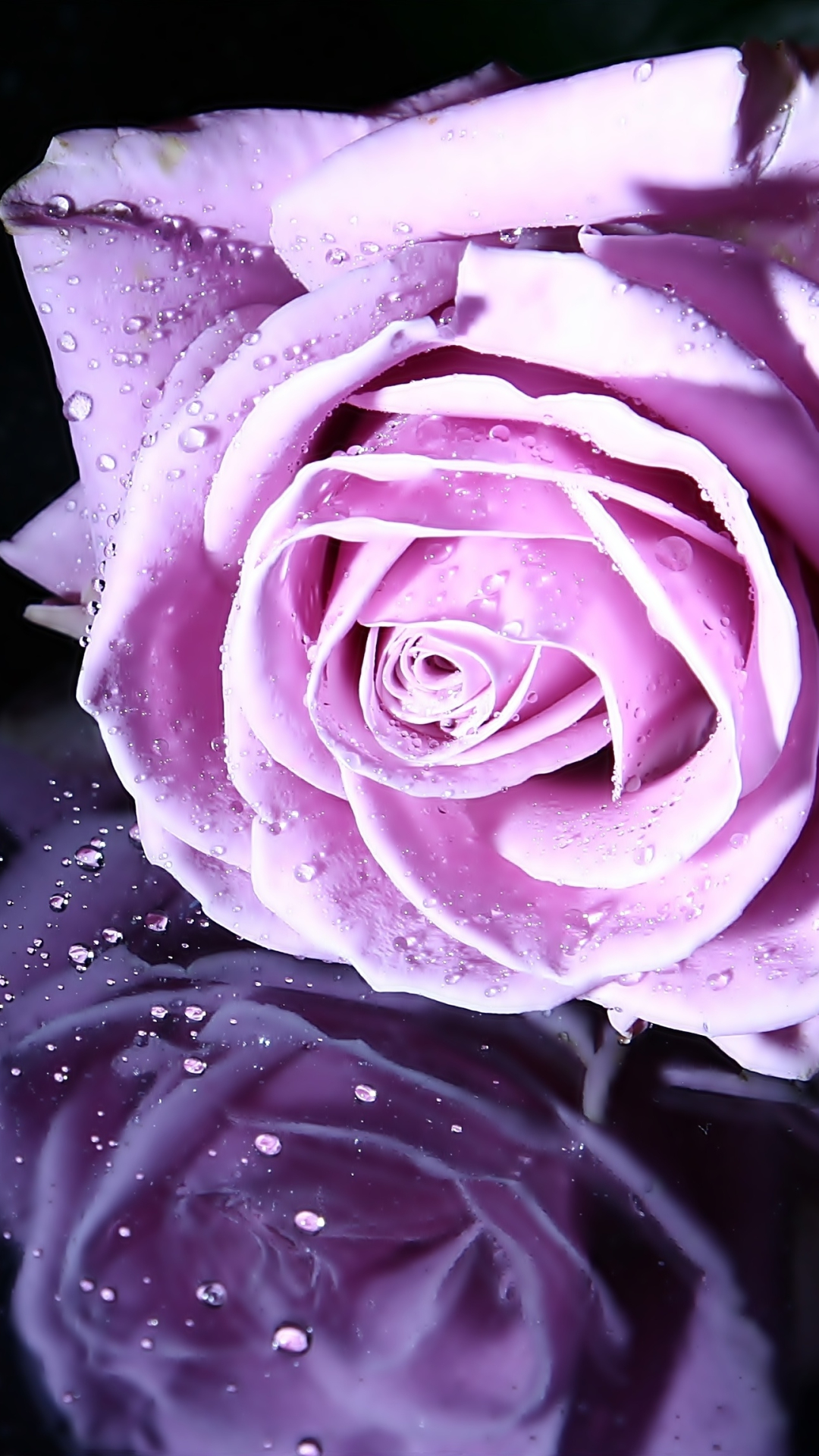 Download mobile wallpaper Flowers, Reflection, Flower, Rose, Close Up, Earth, Water Drop, Pink Flower for free.