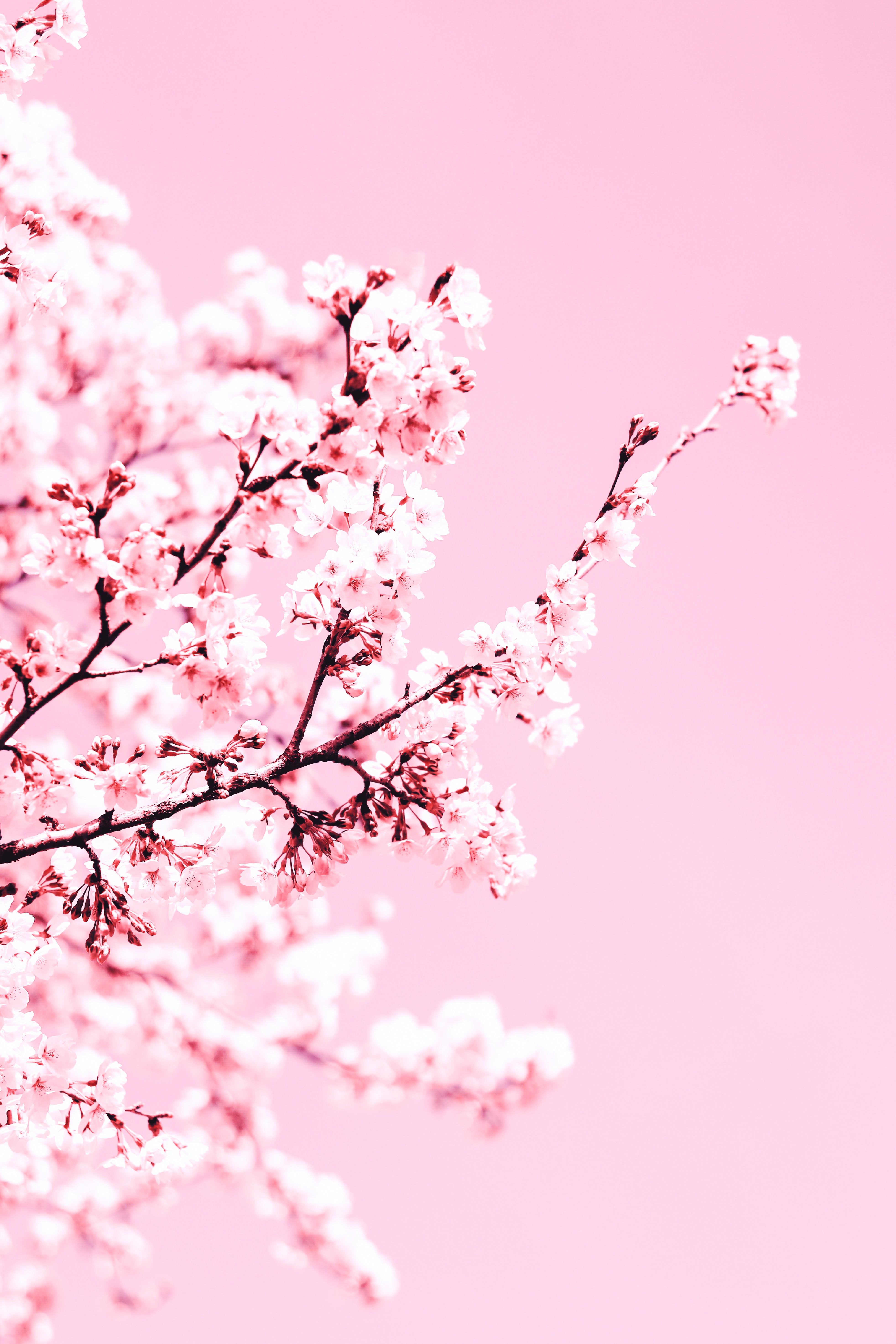 pink, plant, flowering, flowers, cherry, bloom, branch cellphone