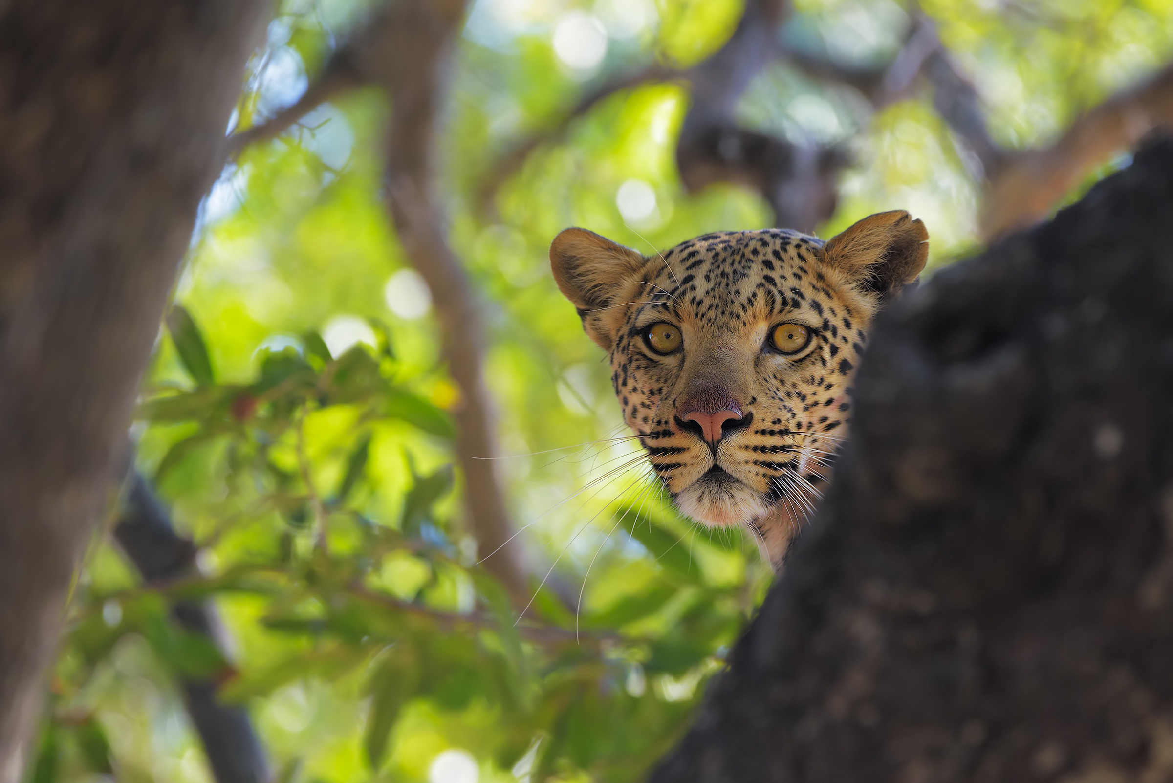 Handy-Wallpaper Tiere, Katzen, Leopard kostenlos herunterladen.