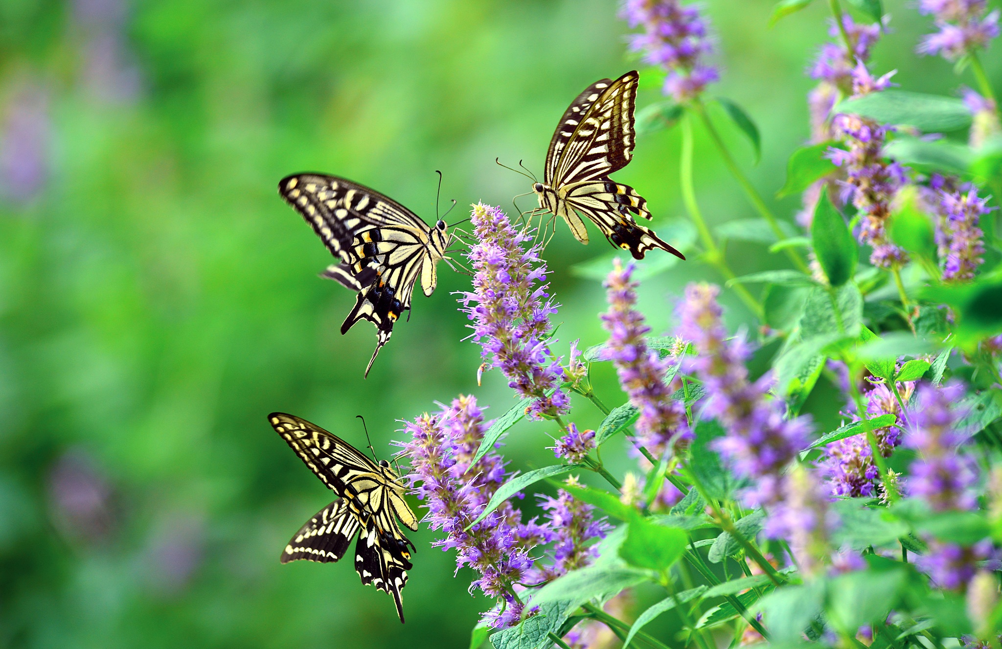 Descarga gratis la imagen Animales, Flor, Insecto, Mariposa, Macrofotografía en el escritorio de tu PC