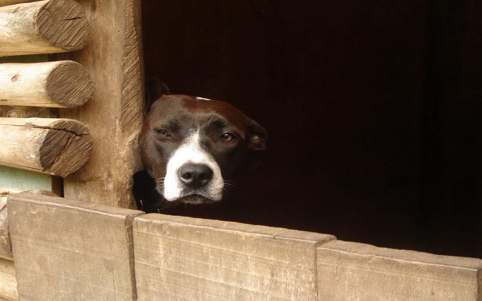 Baixar papel de parede para celular de Animais, Cães, Cão gratuito.