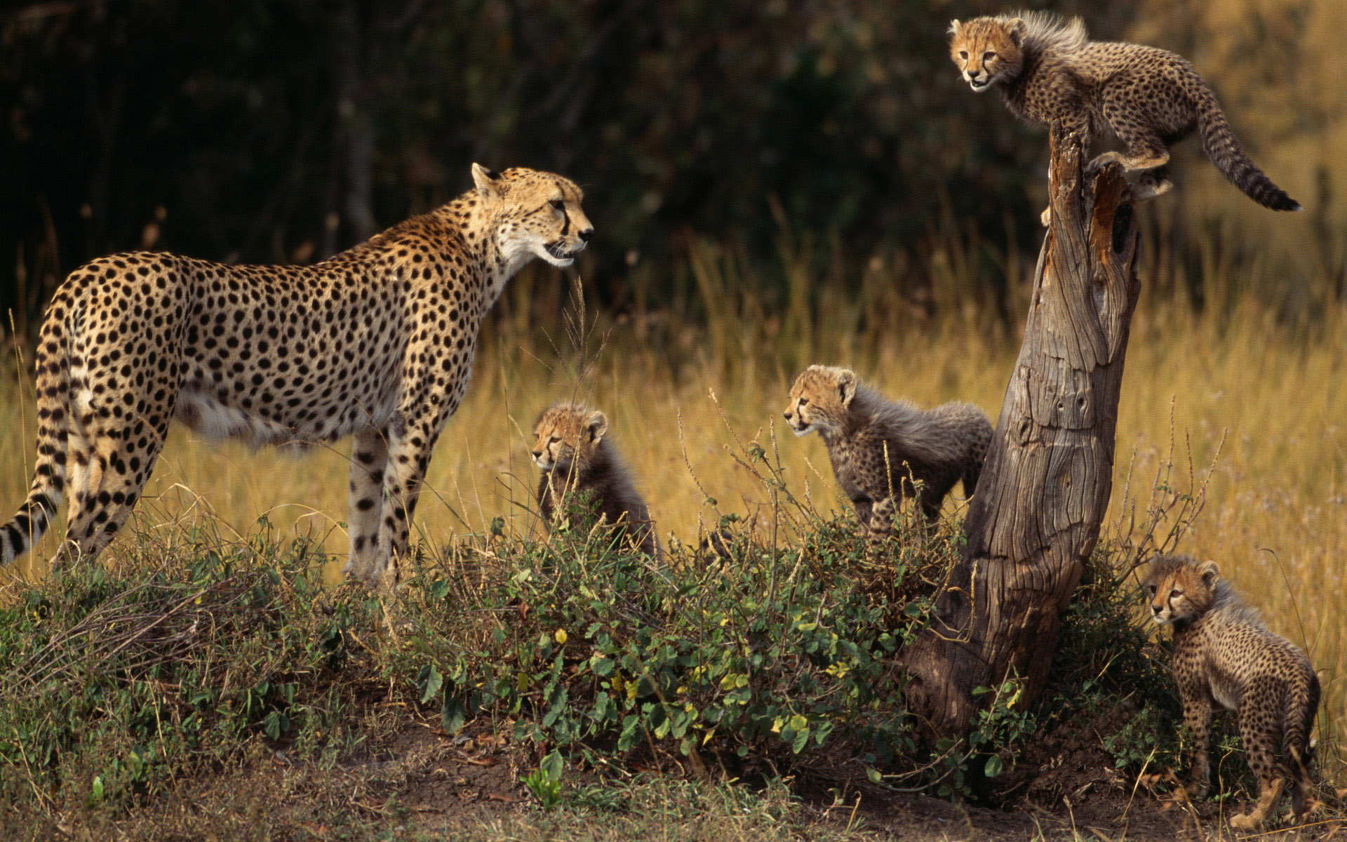 275290 Bild herunterladen tiere, gepard, katzen - Hintergrundbilder und Bildschirmschoner kostenlos