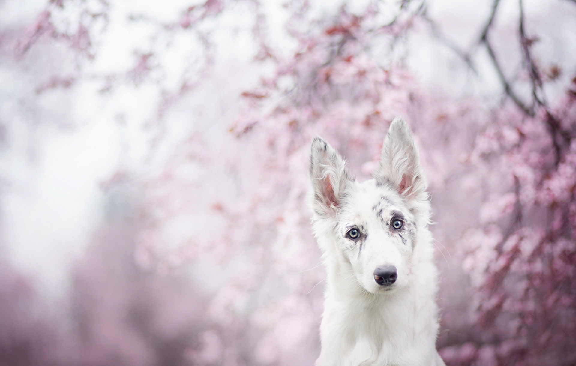 Download mobile wallpaper Dogs, Dog, Animal, Border Collie, Stare, Depth Of Field for free.