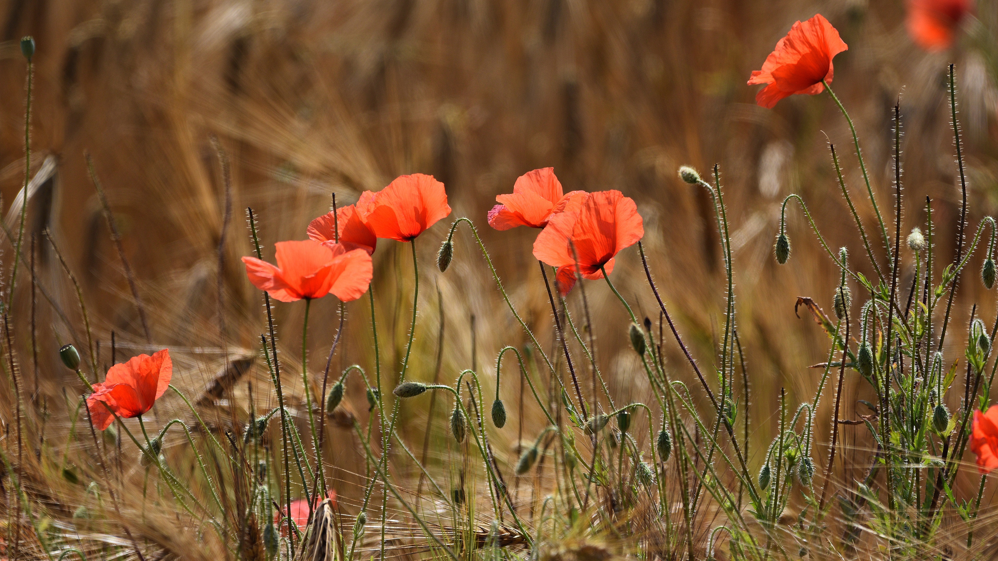 Descarga gratuita de fondo de pantalla para móvil de Flores, Amapola, Tierra/naturaleza.