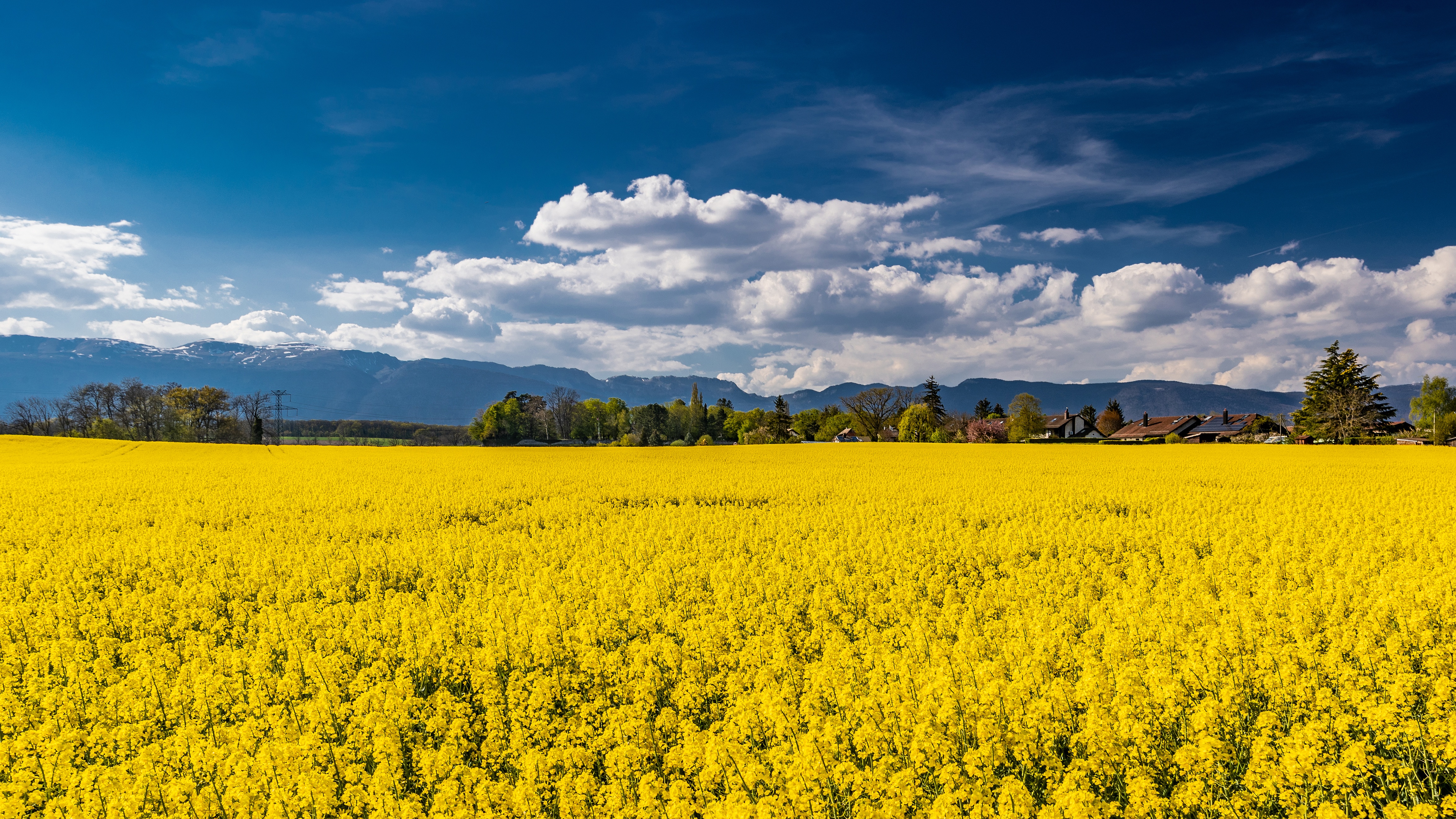 Download mobile wallpaper Earth, Field, Yellow Flower, Rapeseed for free.
