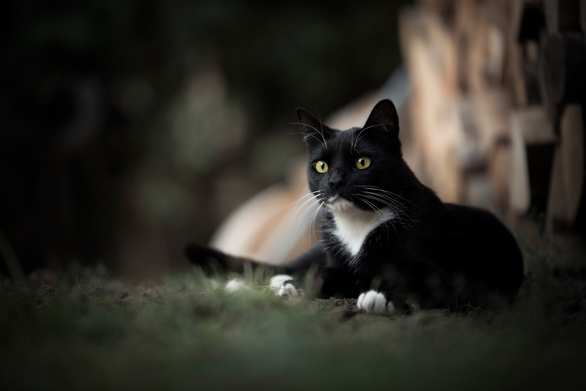 Download mobile wallpaper Cats, Cat, Animal, Depth Of Field for free.