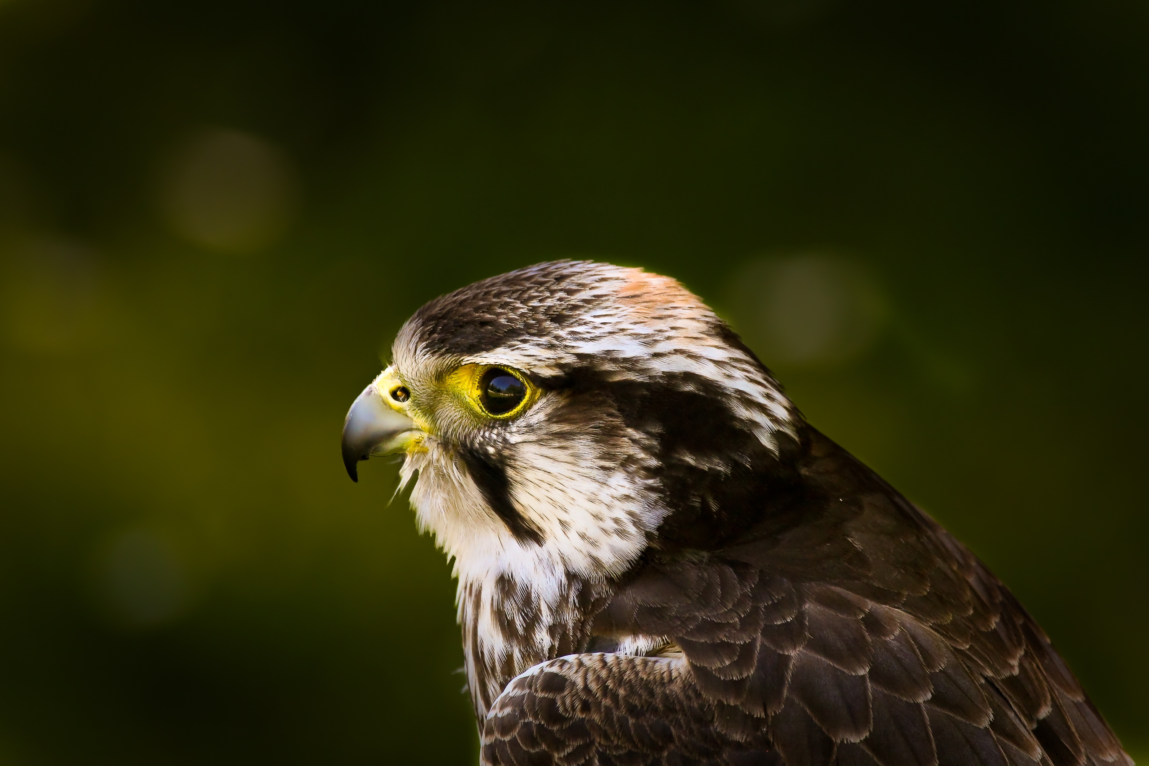 Free download wallpaper Predator, Hawk, Animals, Glare, Beak, Background, Bird on your PC desktop
