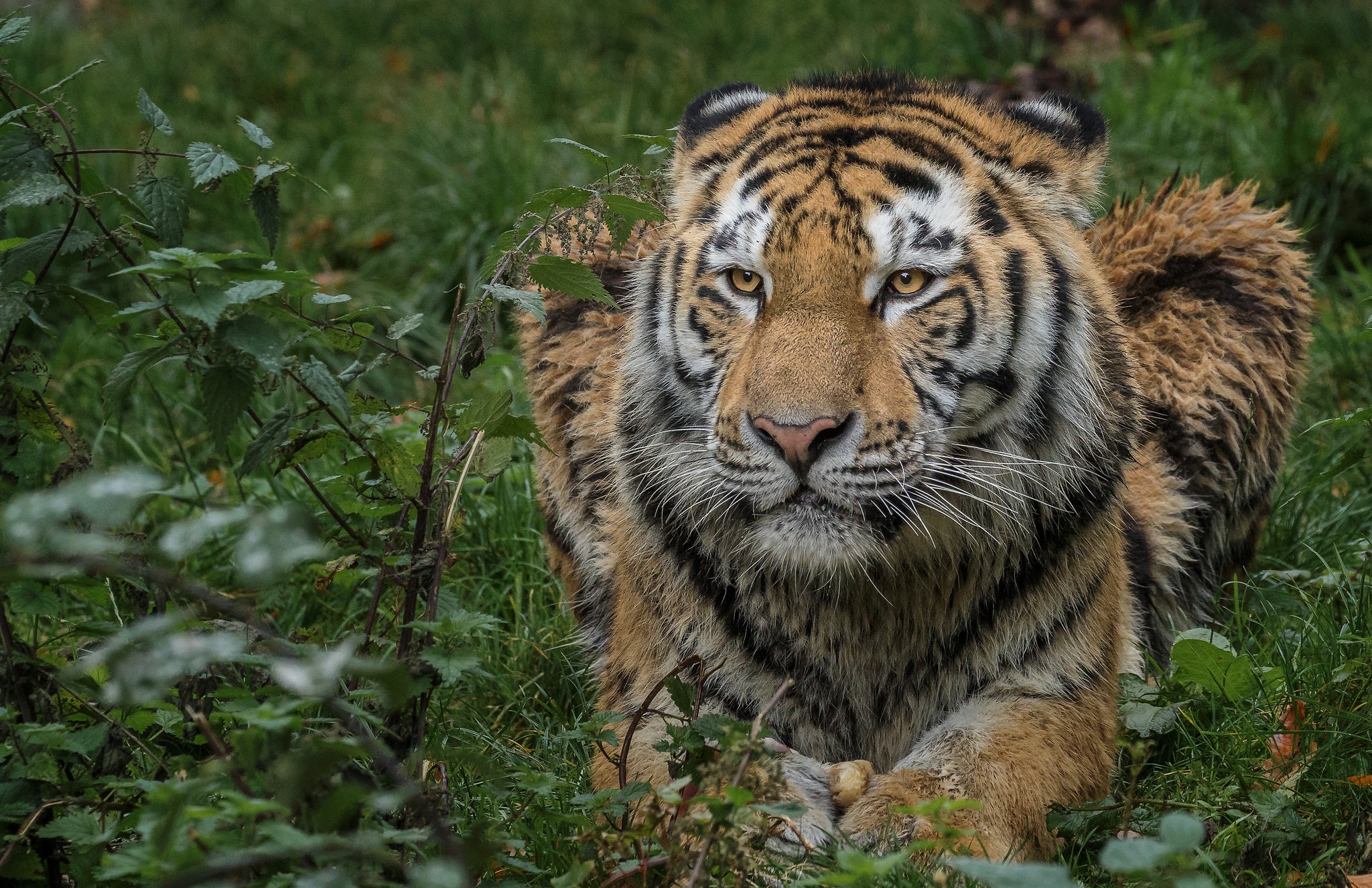 Téléchargez des papiers peints mobile Animaux, Chats, Tigre gratuitement.