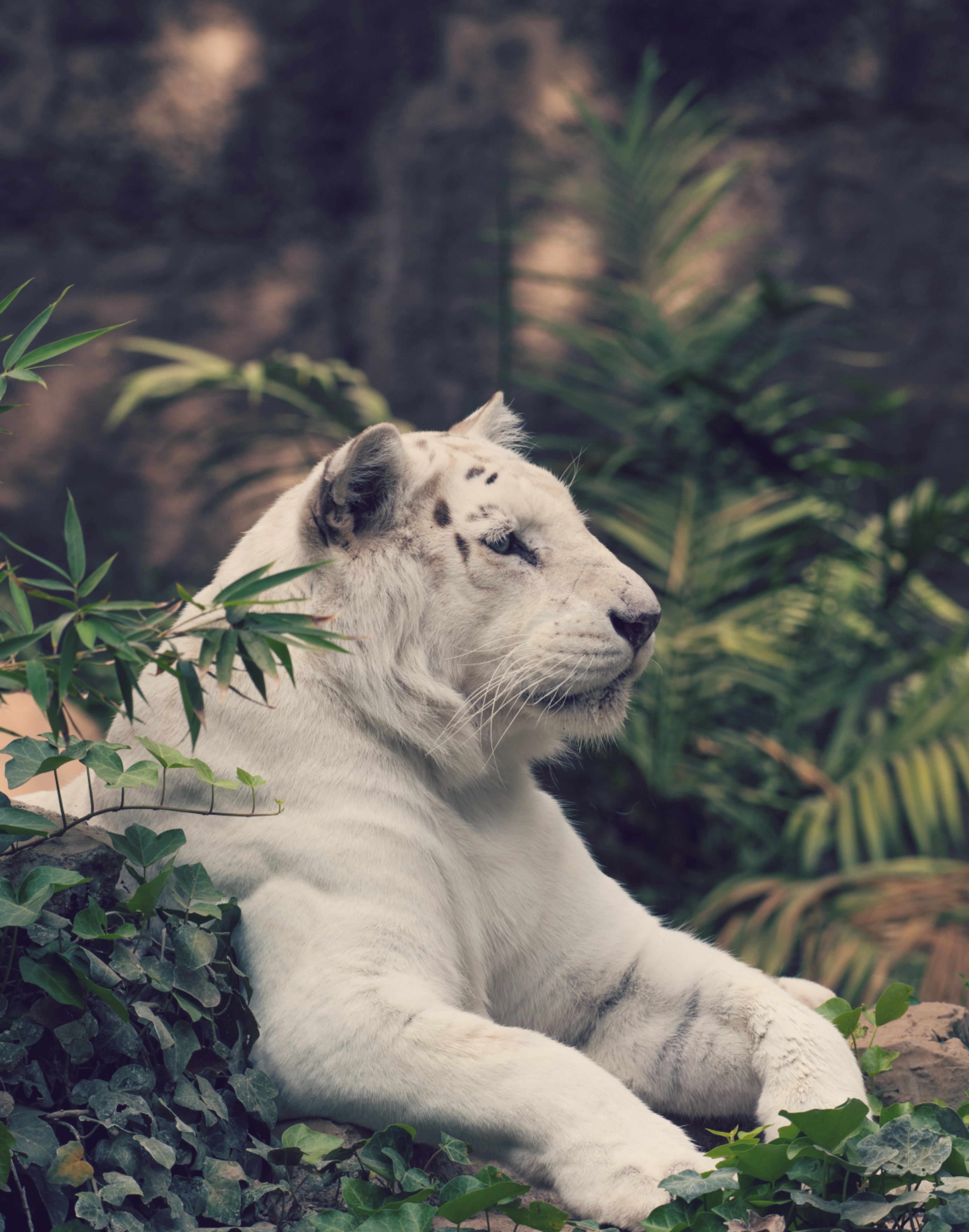 white tiger, animals, predator, big cat, tiger QHD