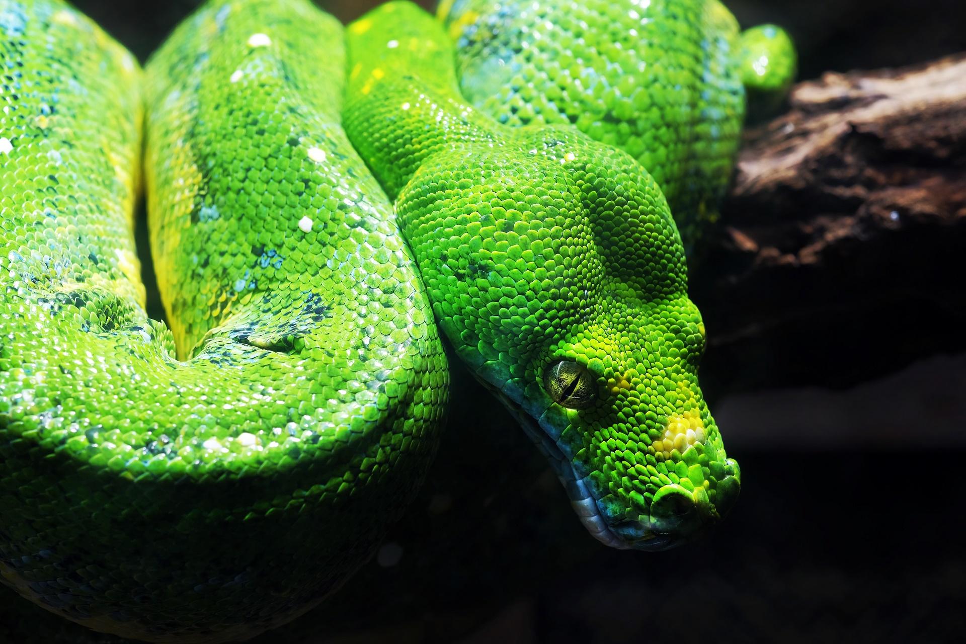 Download mobile wallpaper Animal, Reptiles, Python for free.