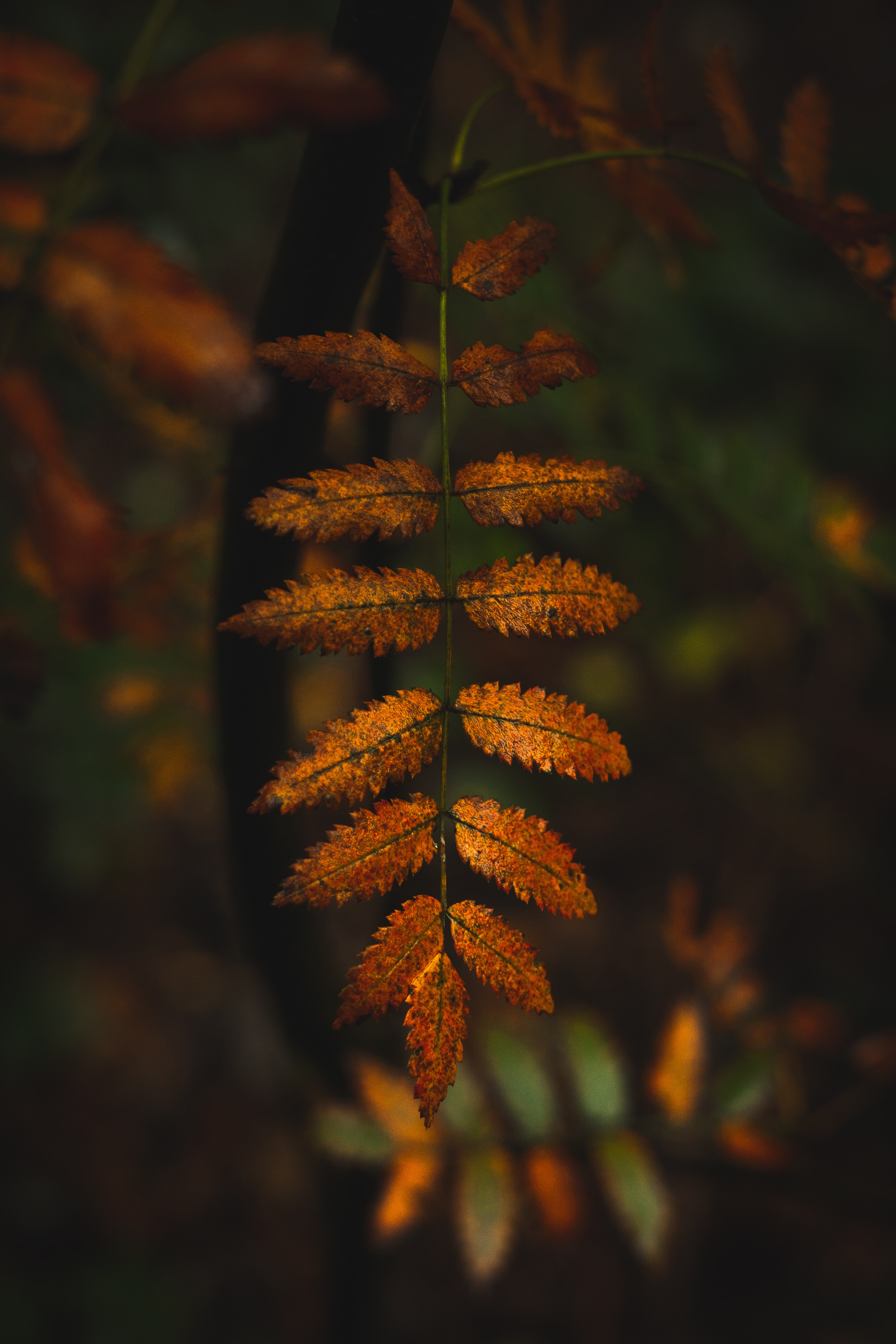 Download mobile wallpaper Macro, Branches, Leaves, Autumn for free.