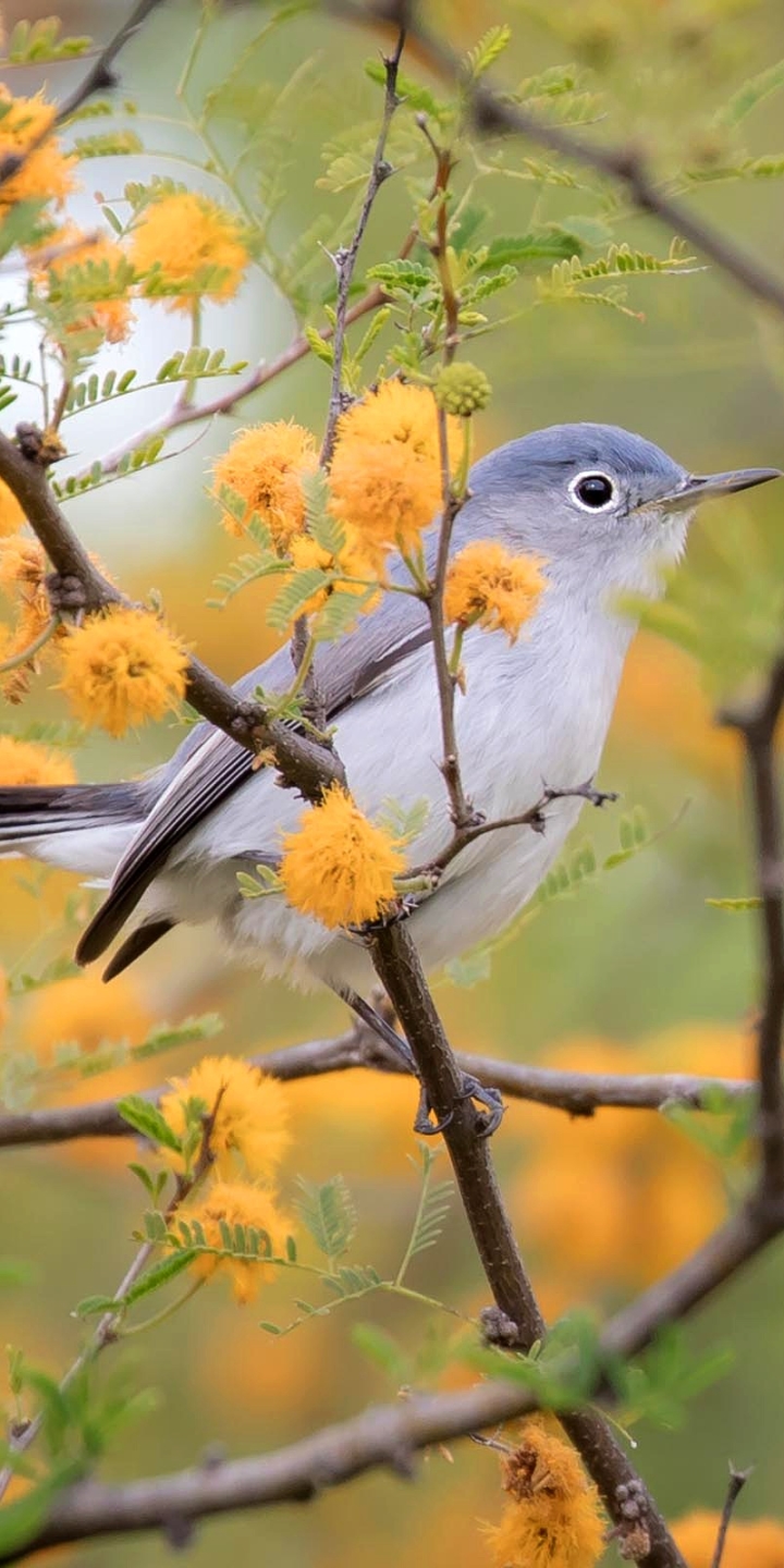 Download mobile wallpaper Birds, Flower, Bird, Branch, Animal, Spring for free.