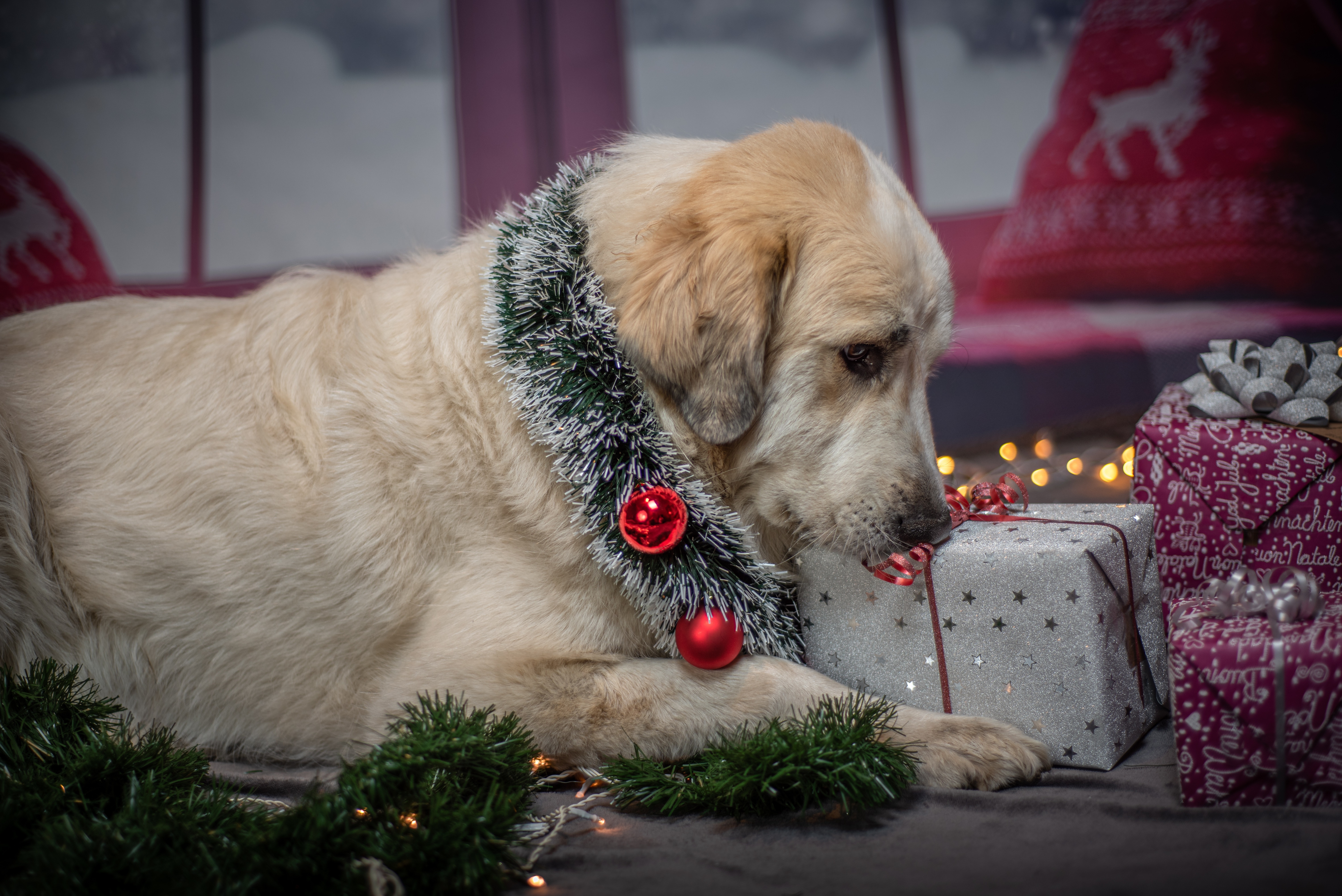 Baixar papel de parede para celular de Golden Retriever, Cães, Animais gratuito.