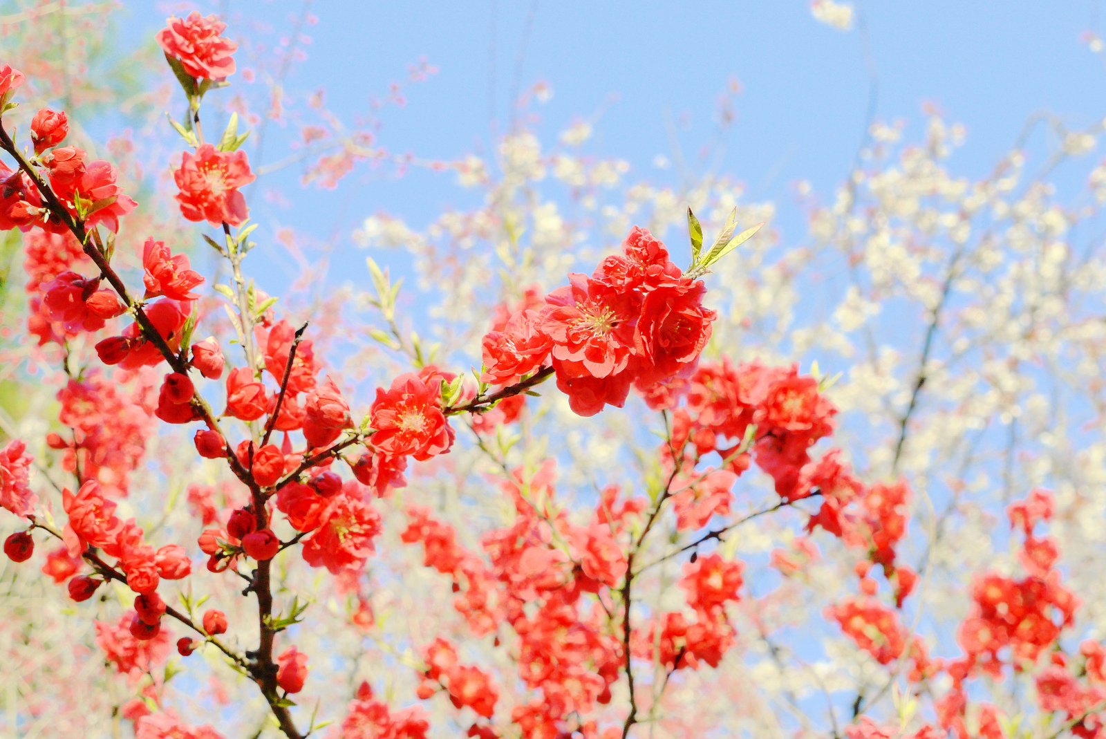 Baixe gratuitamente a imagem Floração, Flores, Terra/natureza na área de trabalho do seu PC