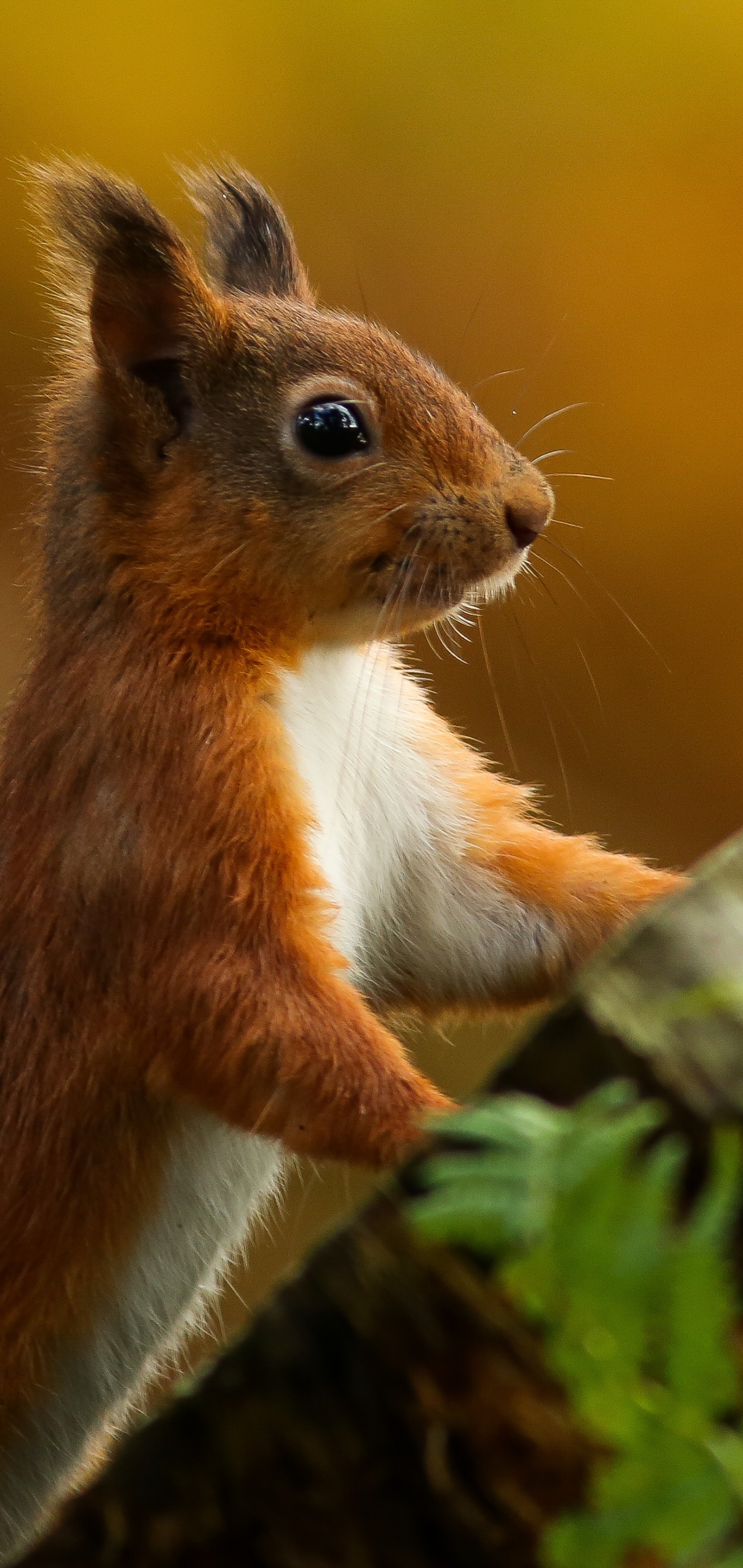 Download mobile wallpaper Squirrel, Animal for free.