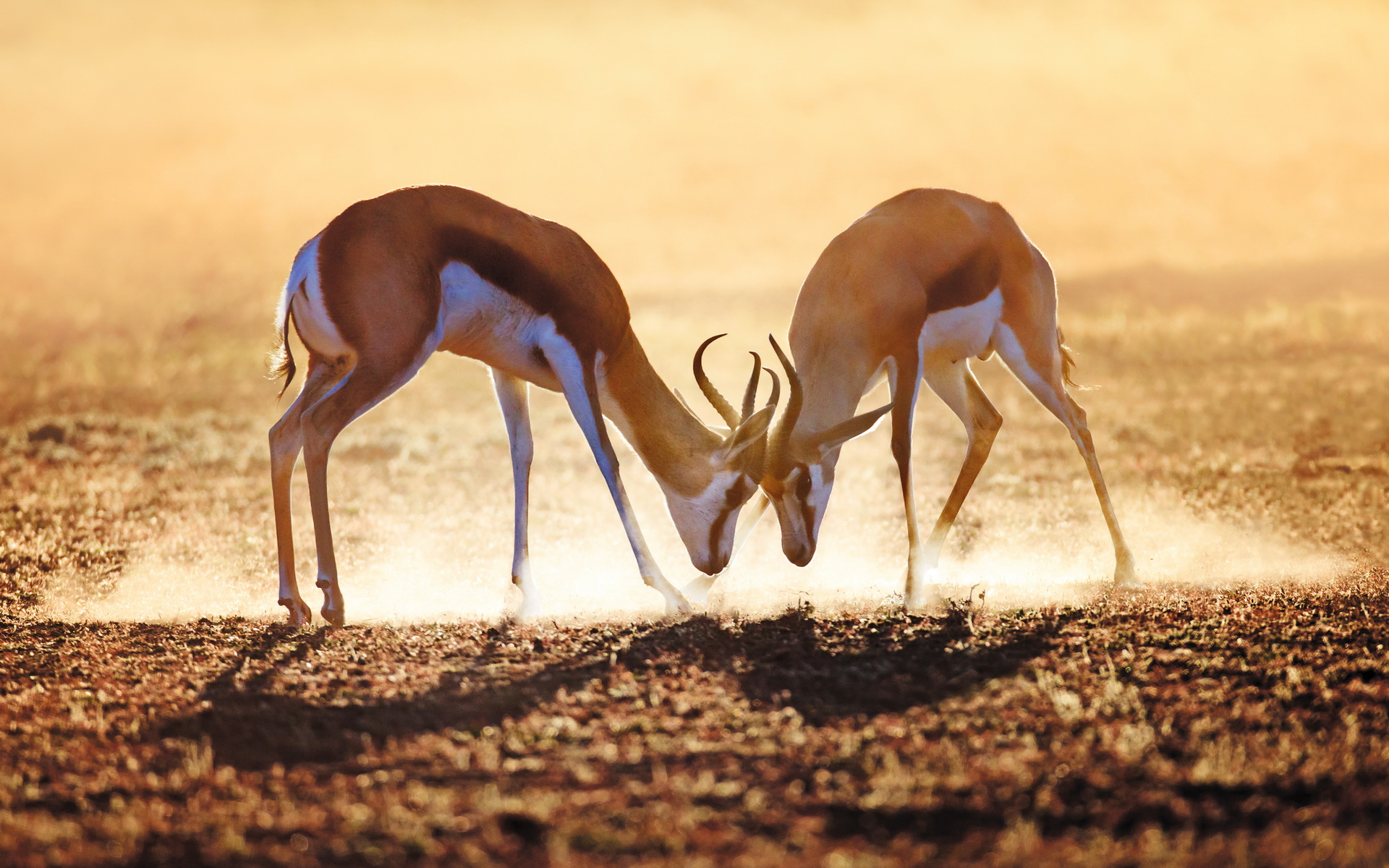685825 télécharger l'image antilope, animaux, springbok - fonds d'écran et économiseurs d'écran gratuits