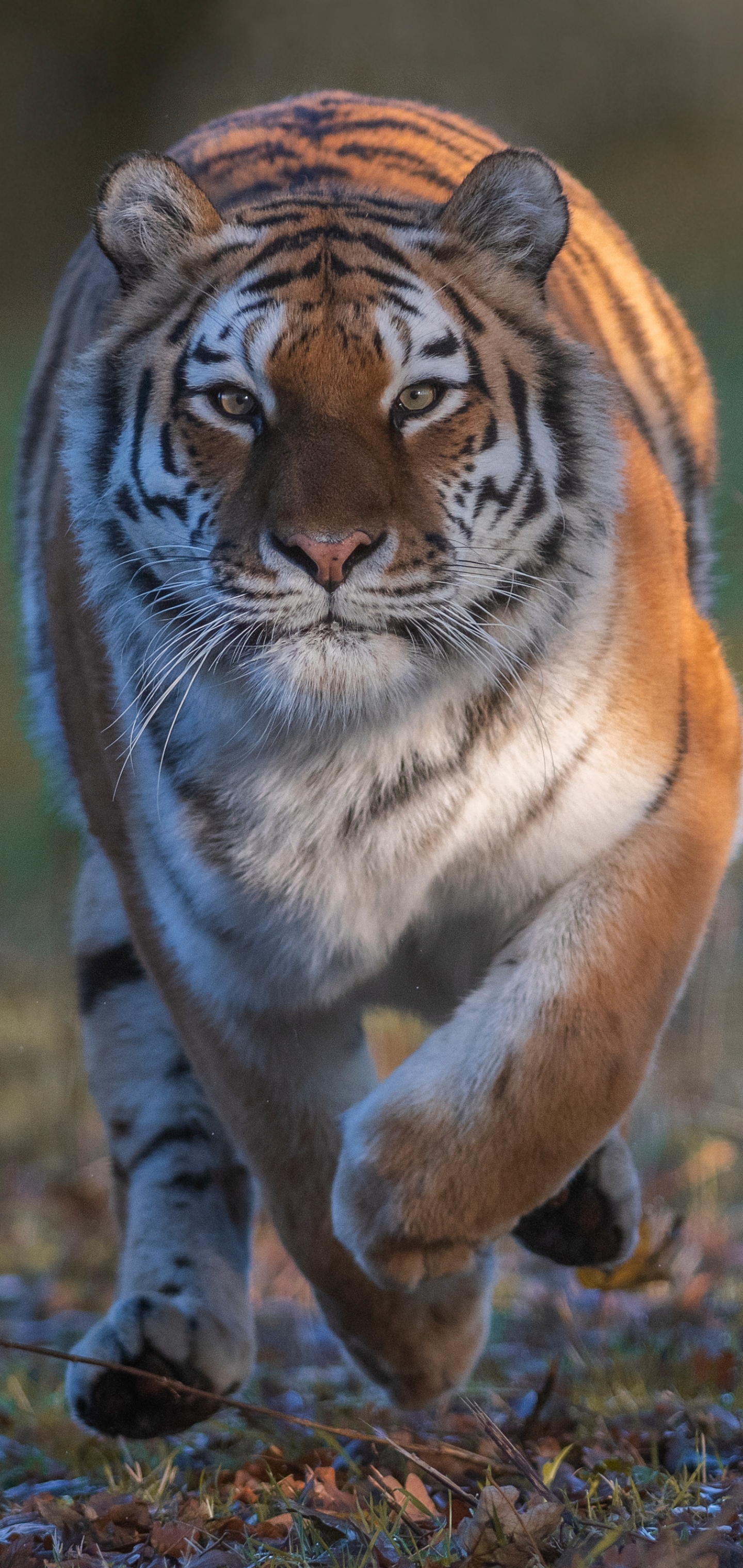 Téléchargez gratuitement l'image Animaux, Chats, Tigre sur le bureau de votre PC