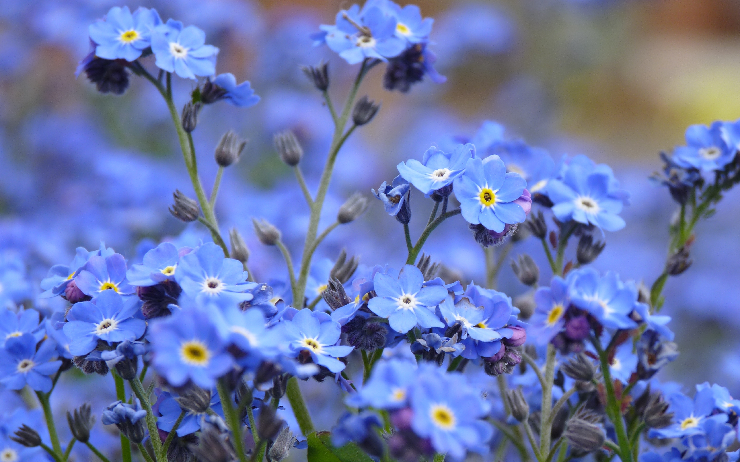 flowers, plants, blue 4K for PC